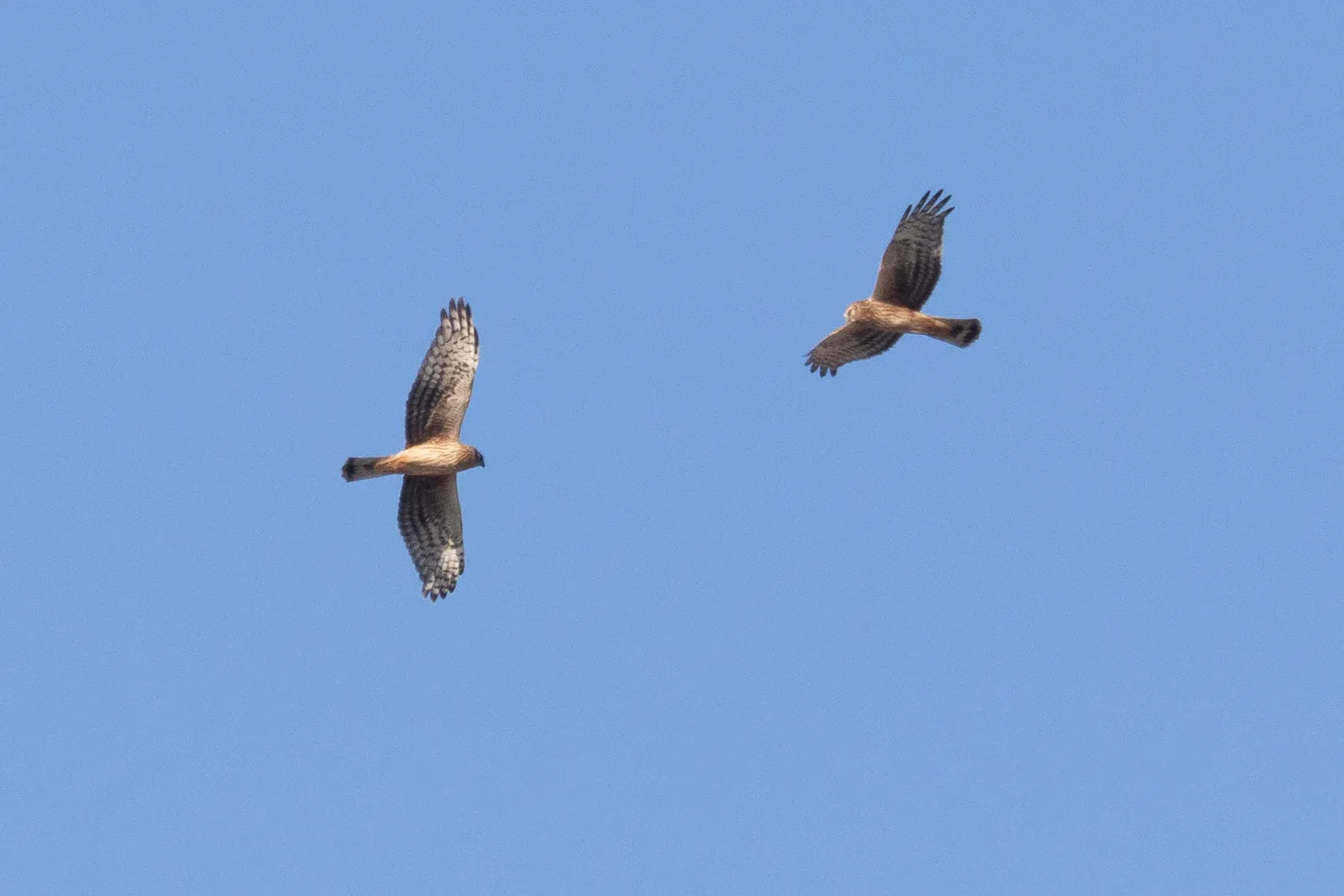 Two juvenile male Hen Harriers flying so close together they can be photographed while both being in focus.