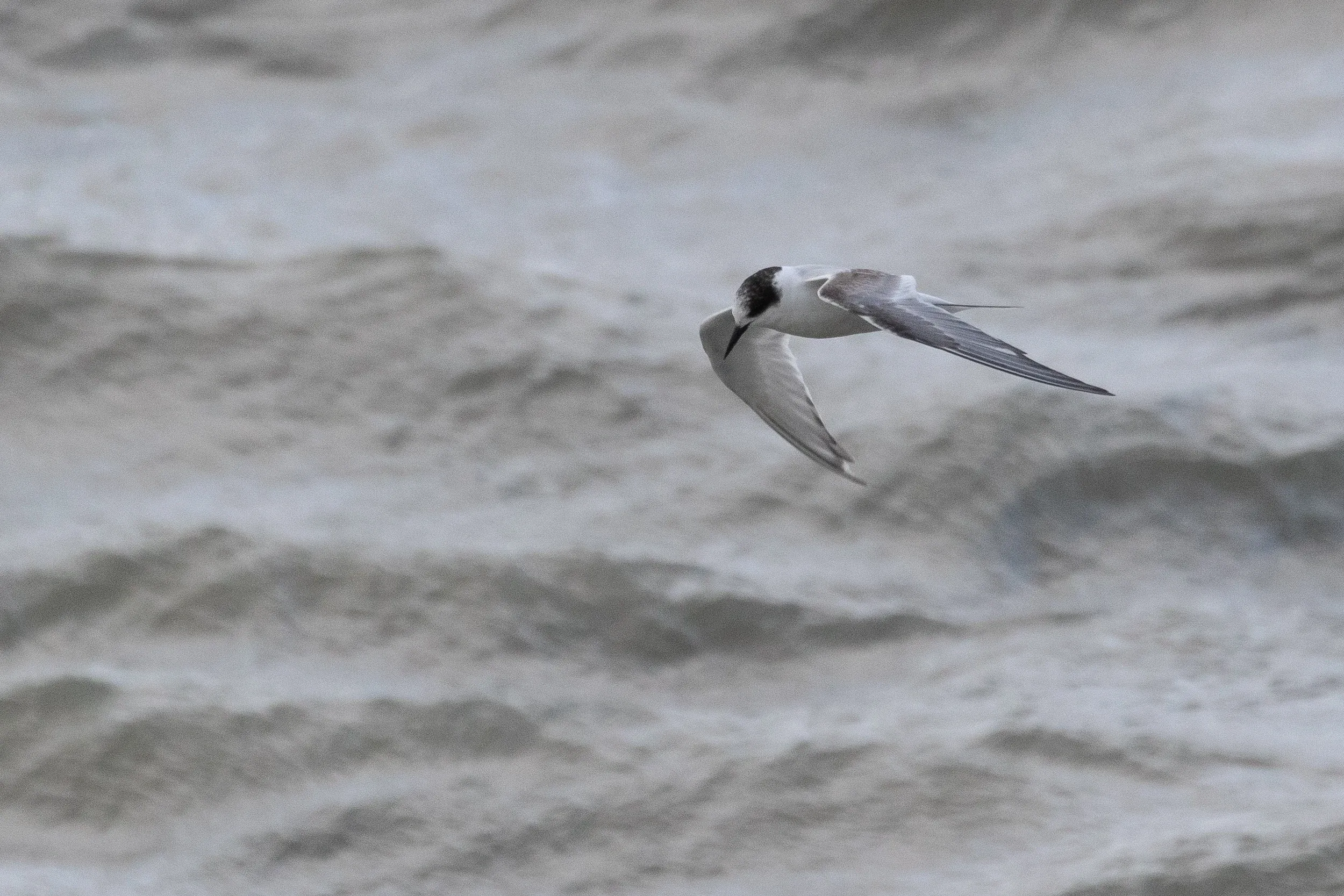 The 2cy Arctic Tern spent considerable time foraging in the harbour area, came quite close but in 8 Bft winds it is incredibly hard to use manual-focus and keep the camera steady, so the pictures are less than perfect.
