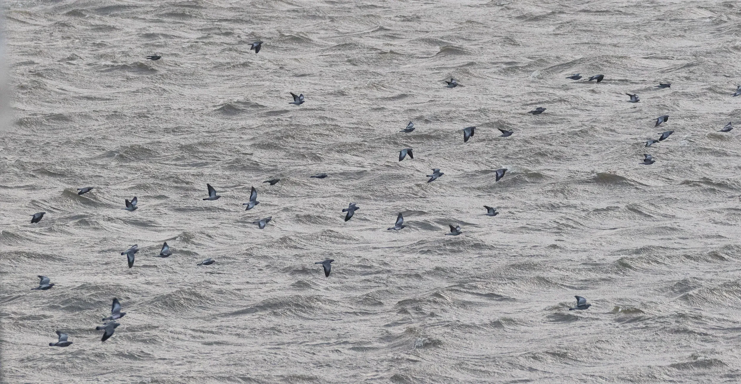 Large groups of Stock Dove, up to 160 birds were struggling against the winds along the leeward side of the sluices. Although we did not see where these birds were going to, we assume they roost somewhere in the vicinity.