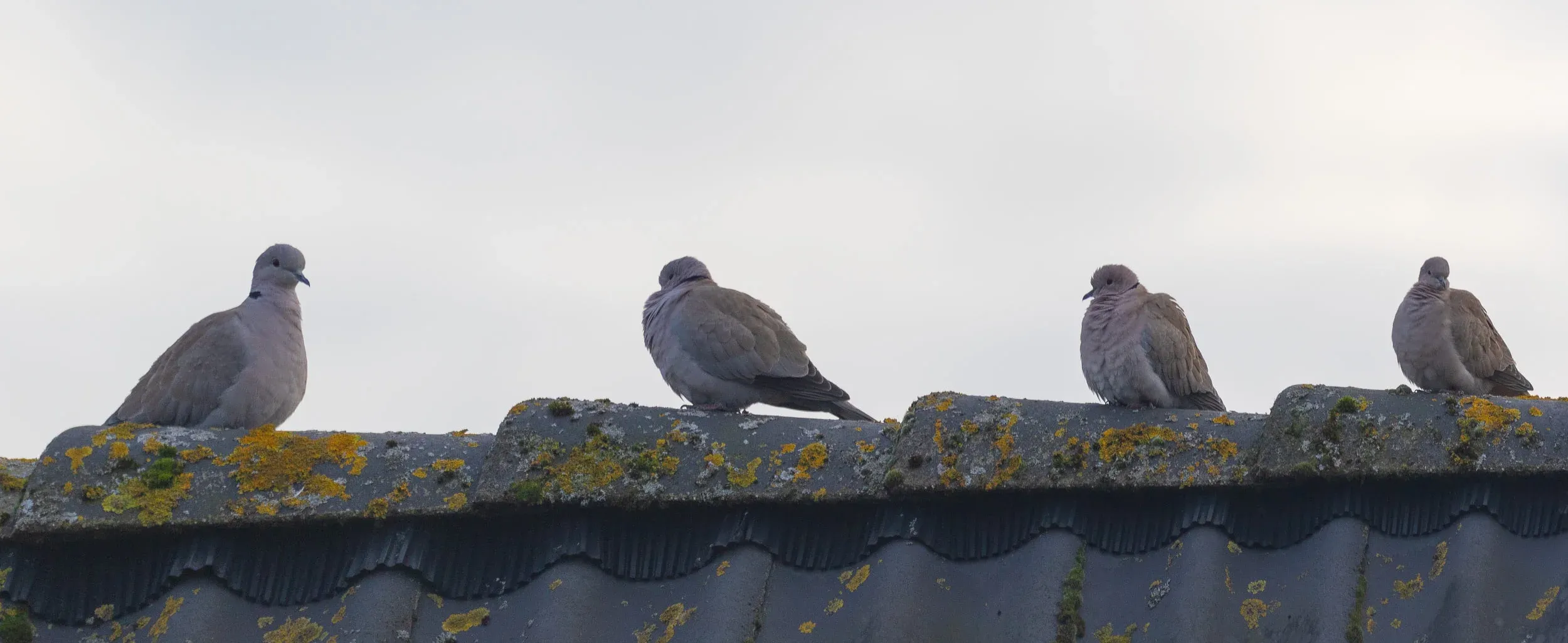 Eurasian Collared Doves.