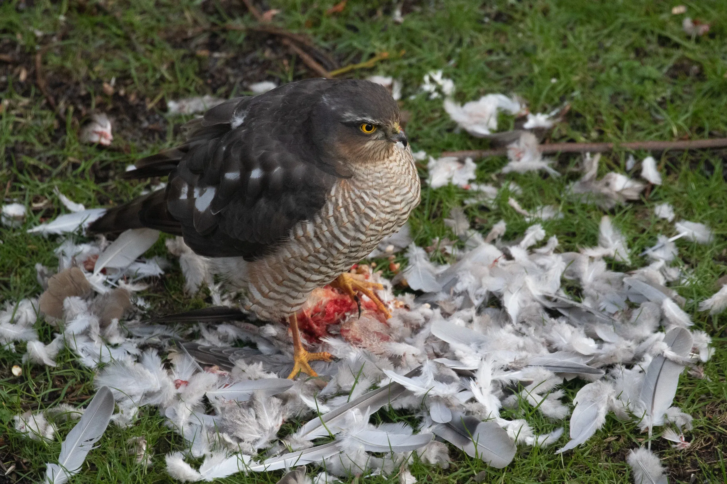 Adult male Eurasian Sparrowhawk.