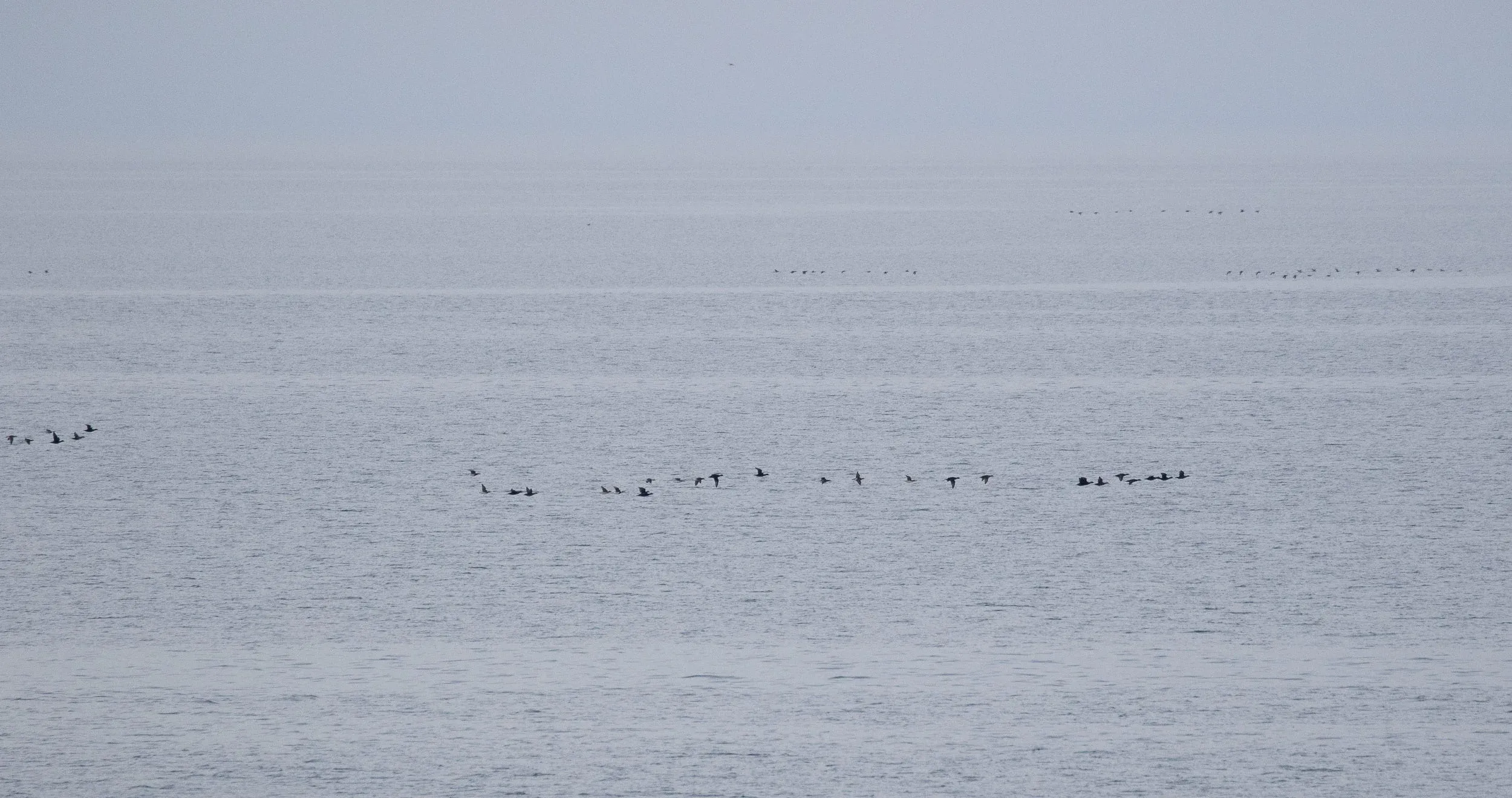 Mixed streams of Long-tailed Ducks and Common Scoters. They were all over the place: low, high, close, near, over land, over sea…
