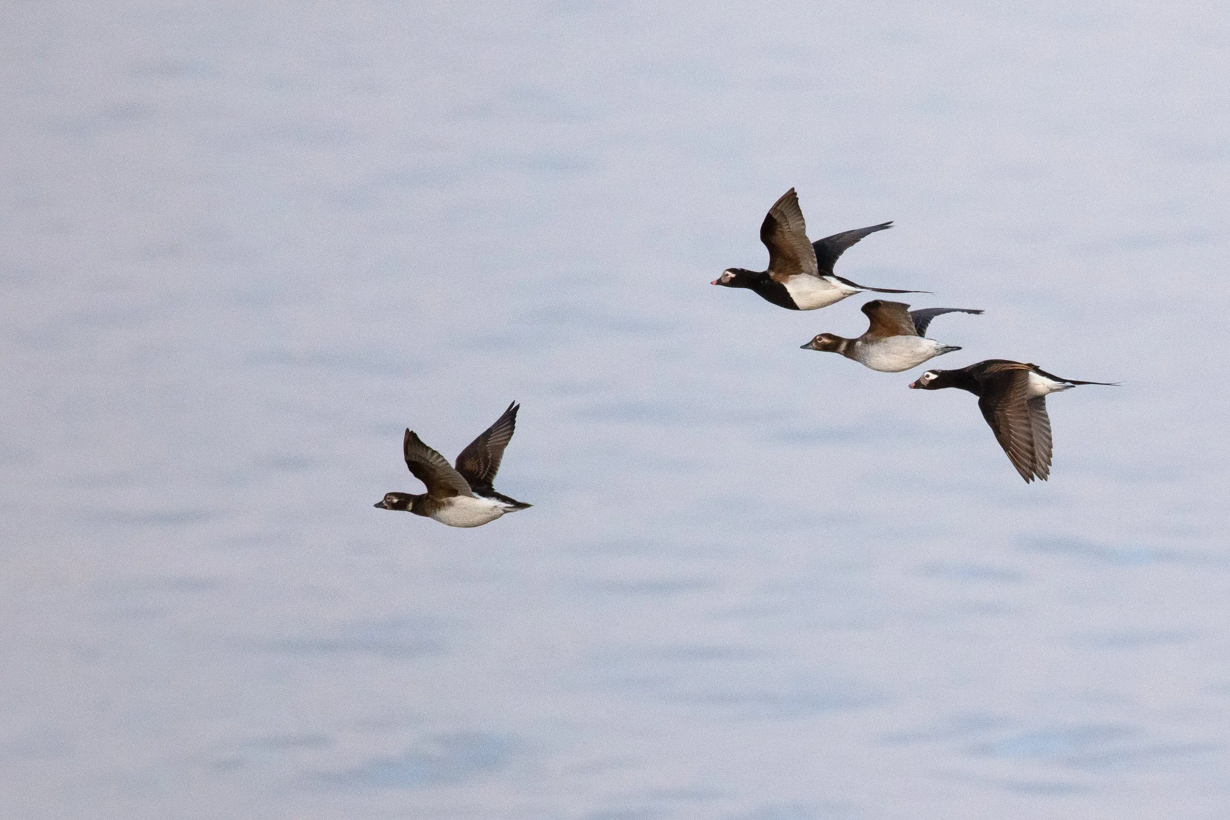 Long-tailed Ducks.