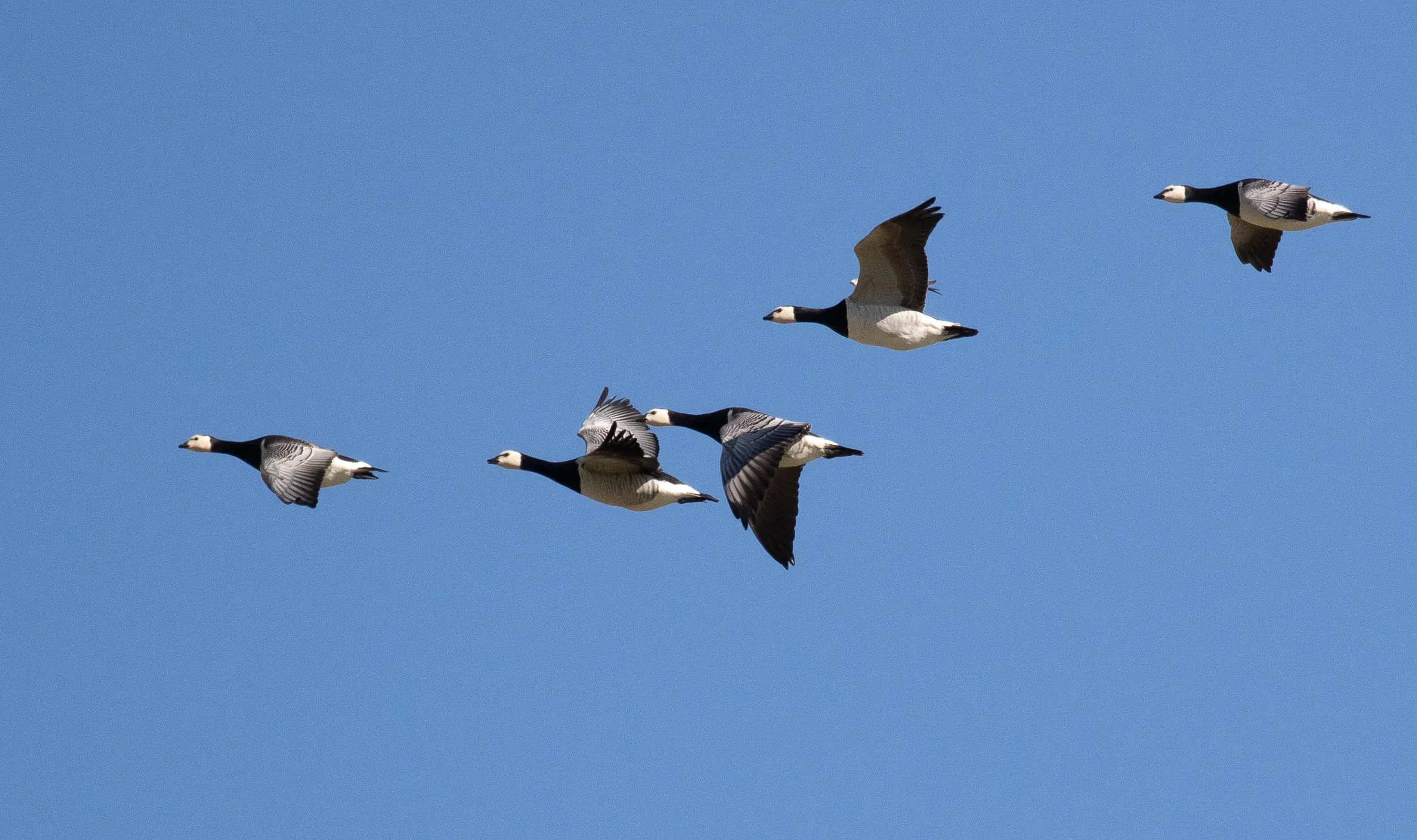 Barnacle Geese.