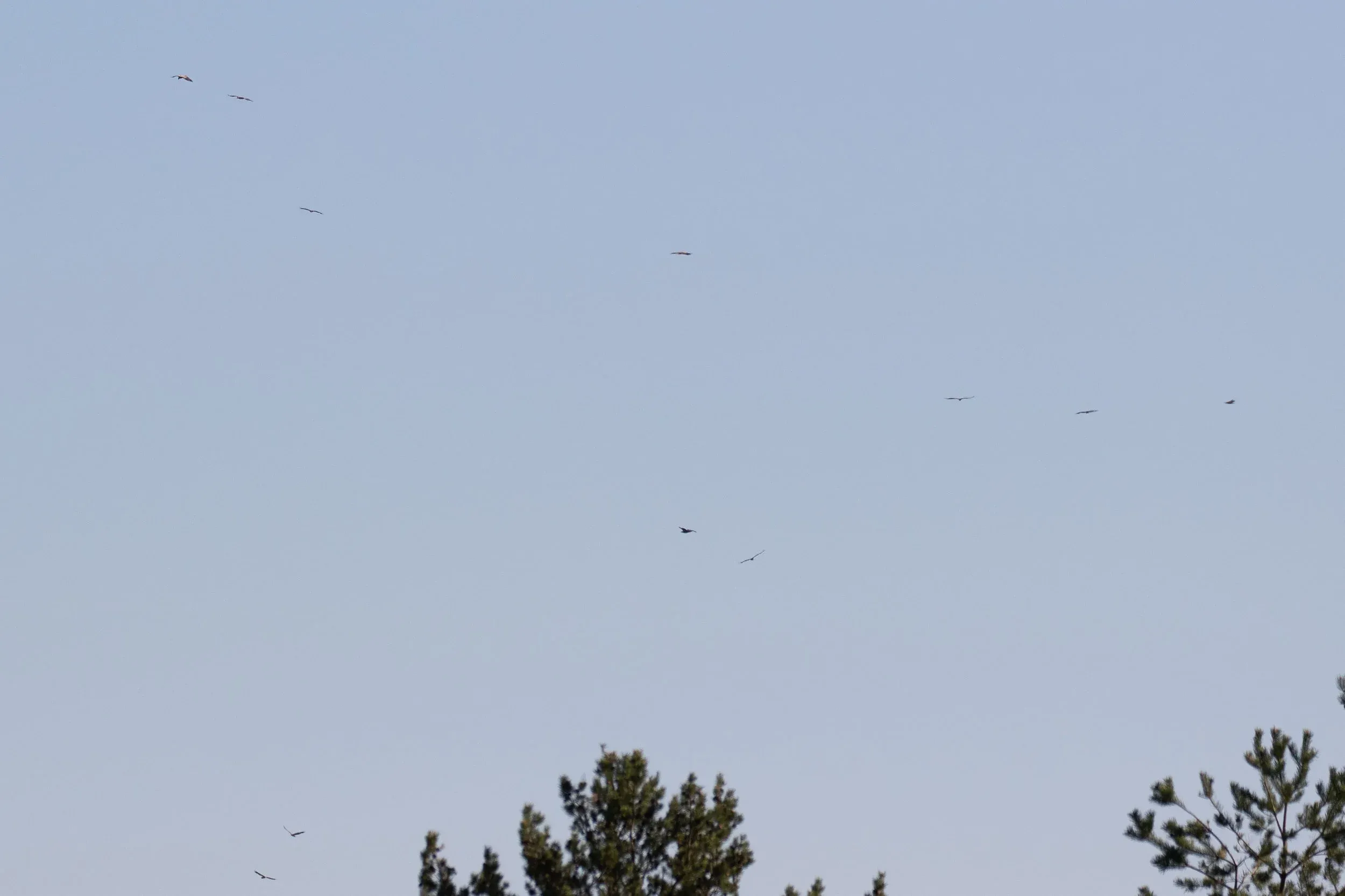 Quite regularly the geese would be scared away from the bay by approaching White-tailed Eagles (so common we call them the Estonian House Sparrows). This kettle of 11 (!) White-tailed Eagles, however, was a surprise to see!
