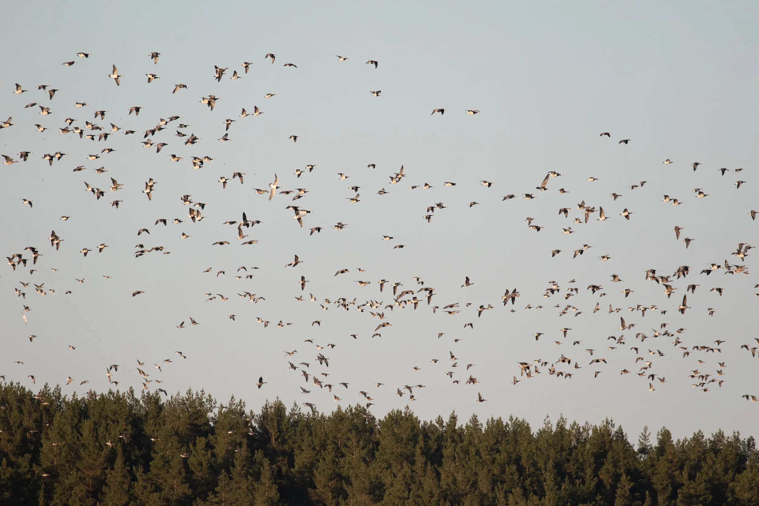 Some geese moving back to the bay after a short trip towards the surrounding agricultural fields.