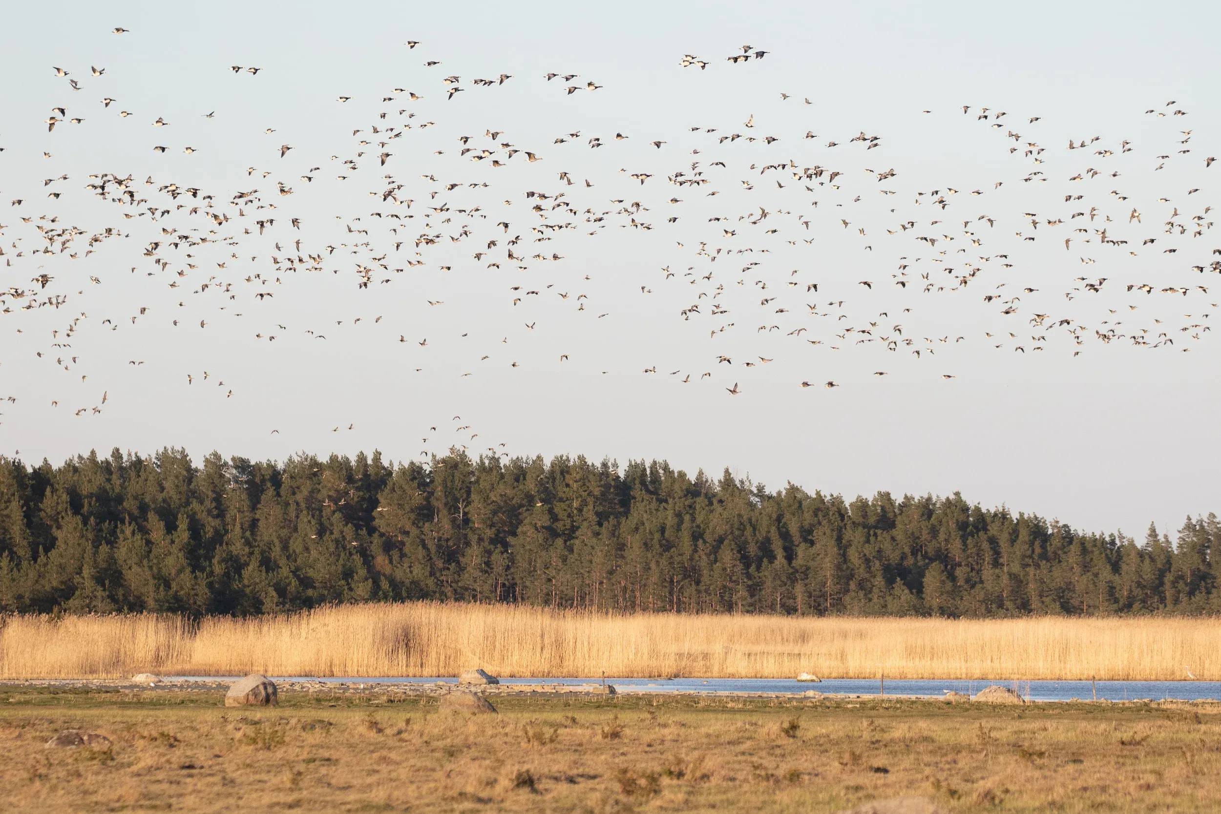The same flock as in the previous photo.