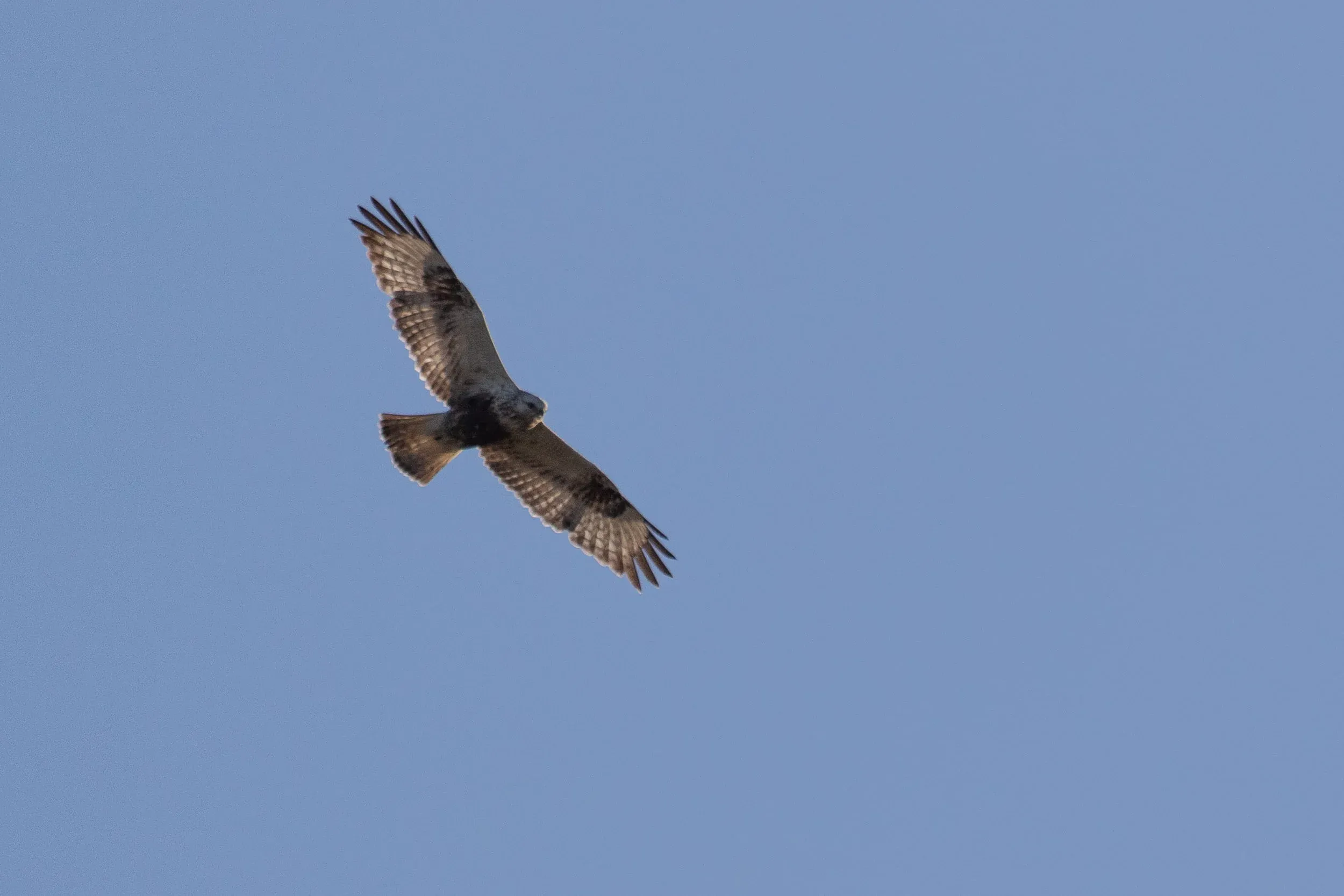 Second calendar year Rough-legged Buzzards were most common and most of the birds were actively moulting their 1st primary (P1).