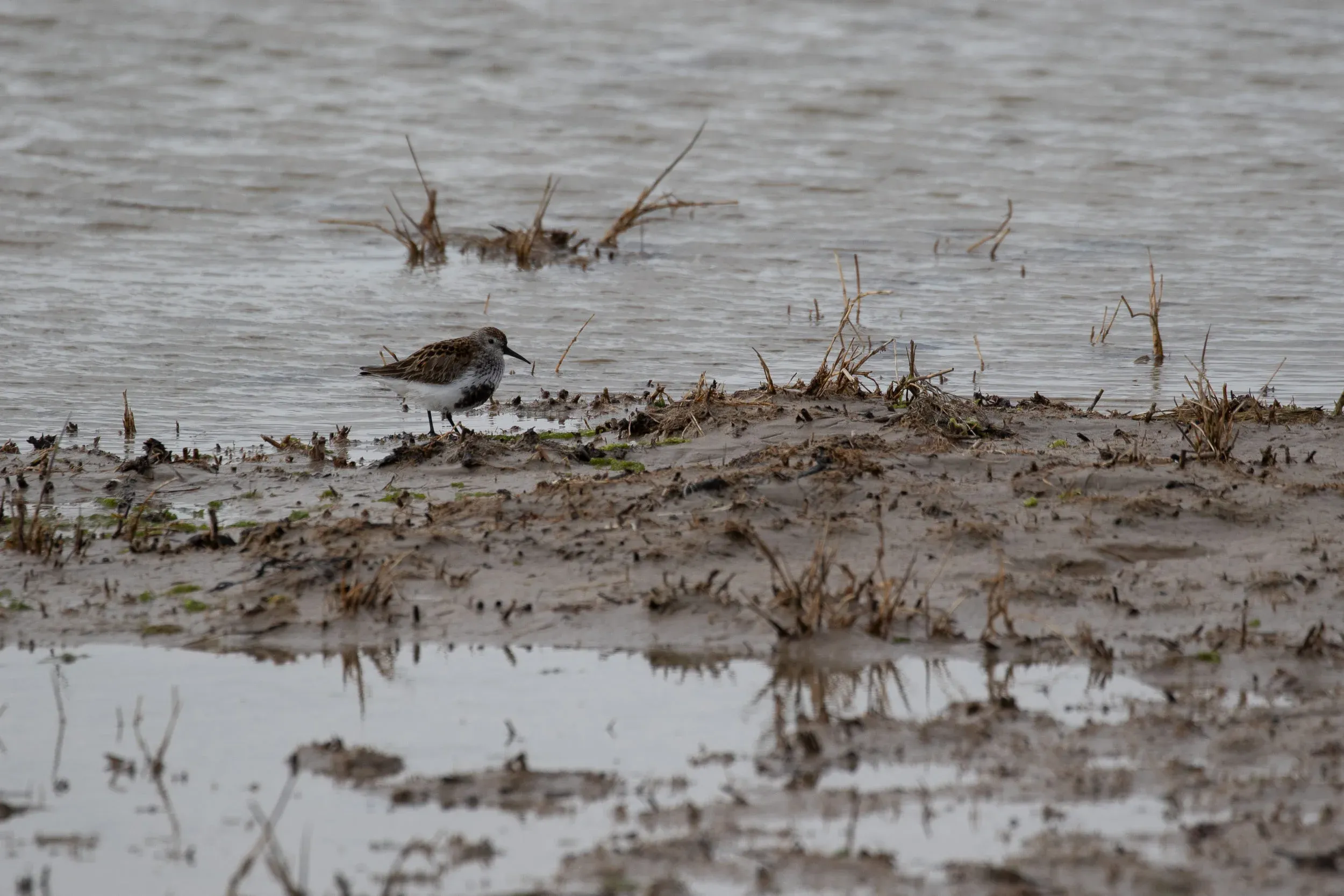 Dunlin of the schinzii subspecies, with restricted black on the belly.