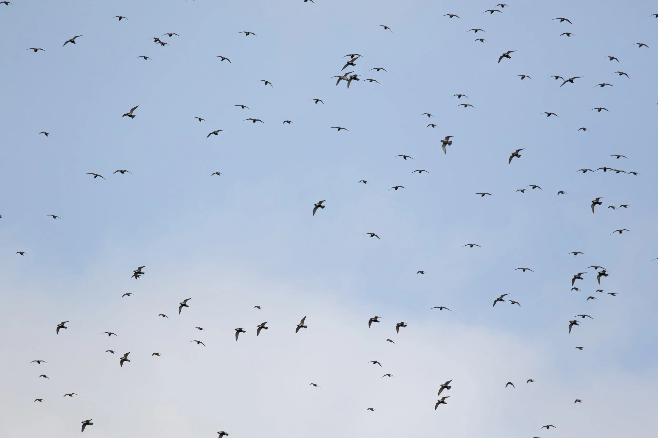 Golden Plovers hanging/soaring in the strong wind.