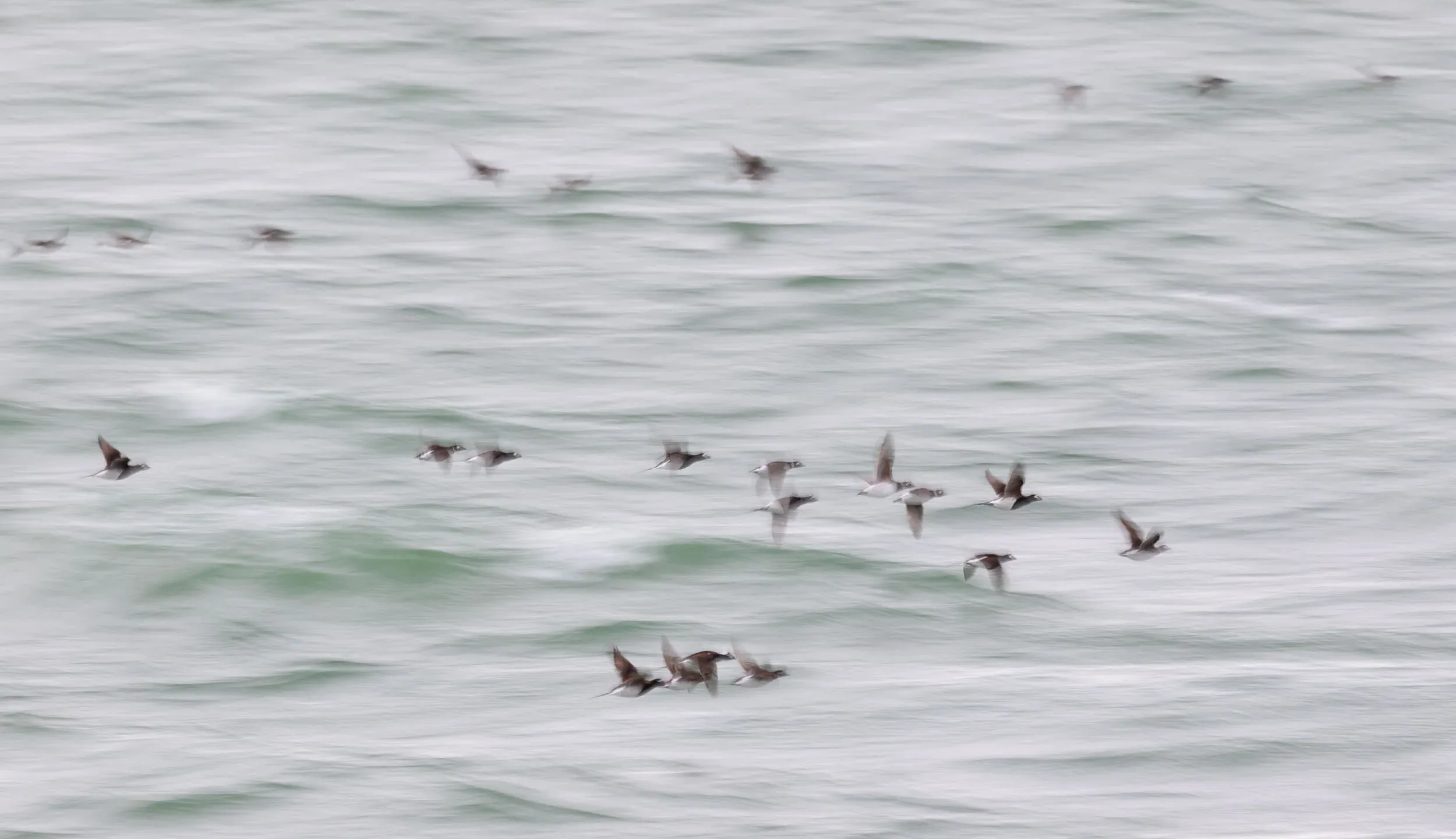 Long-tailed Ducks.