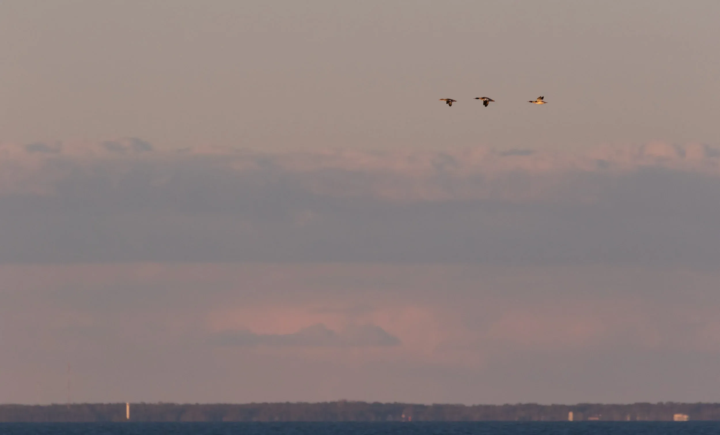 Red-breasted Mergansers