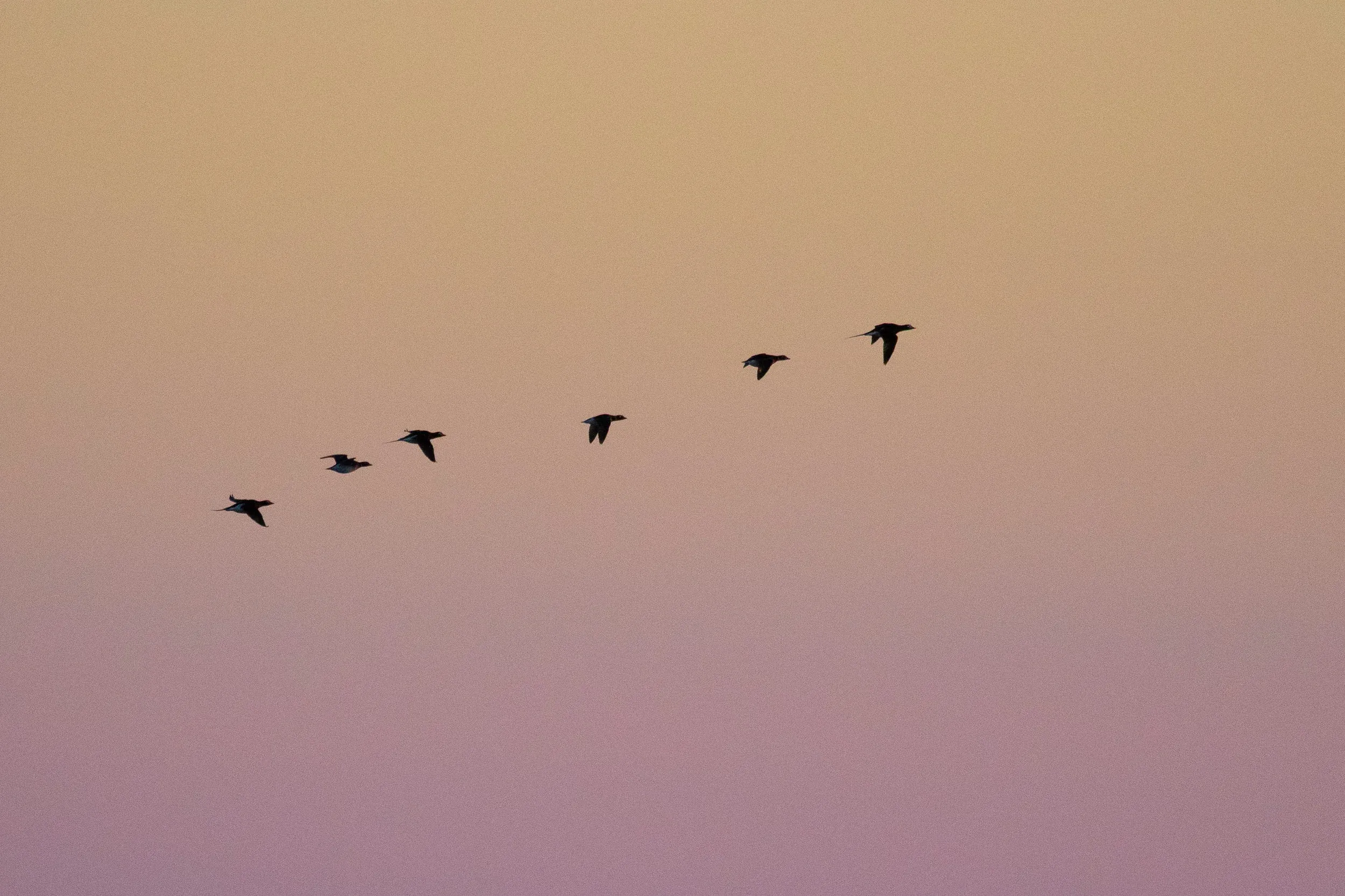 More Long-taileds…