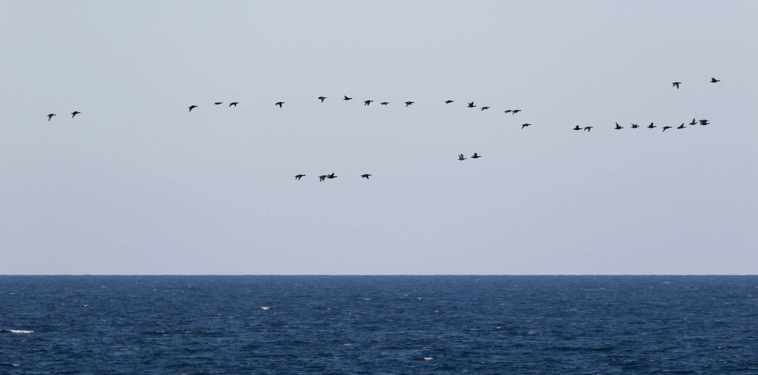 A flock of Common Scoters.