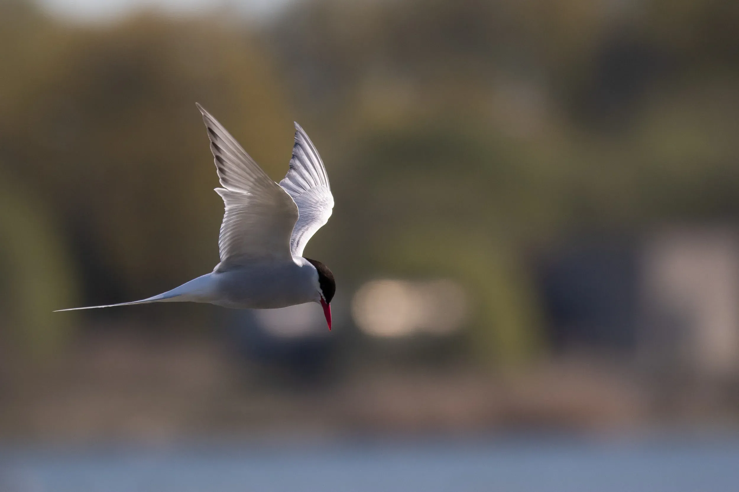 Arctic Tern.