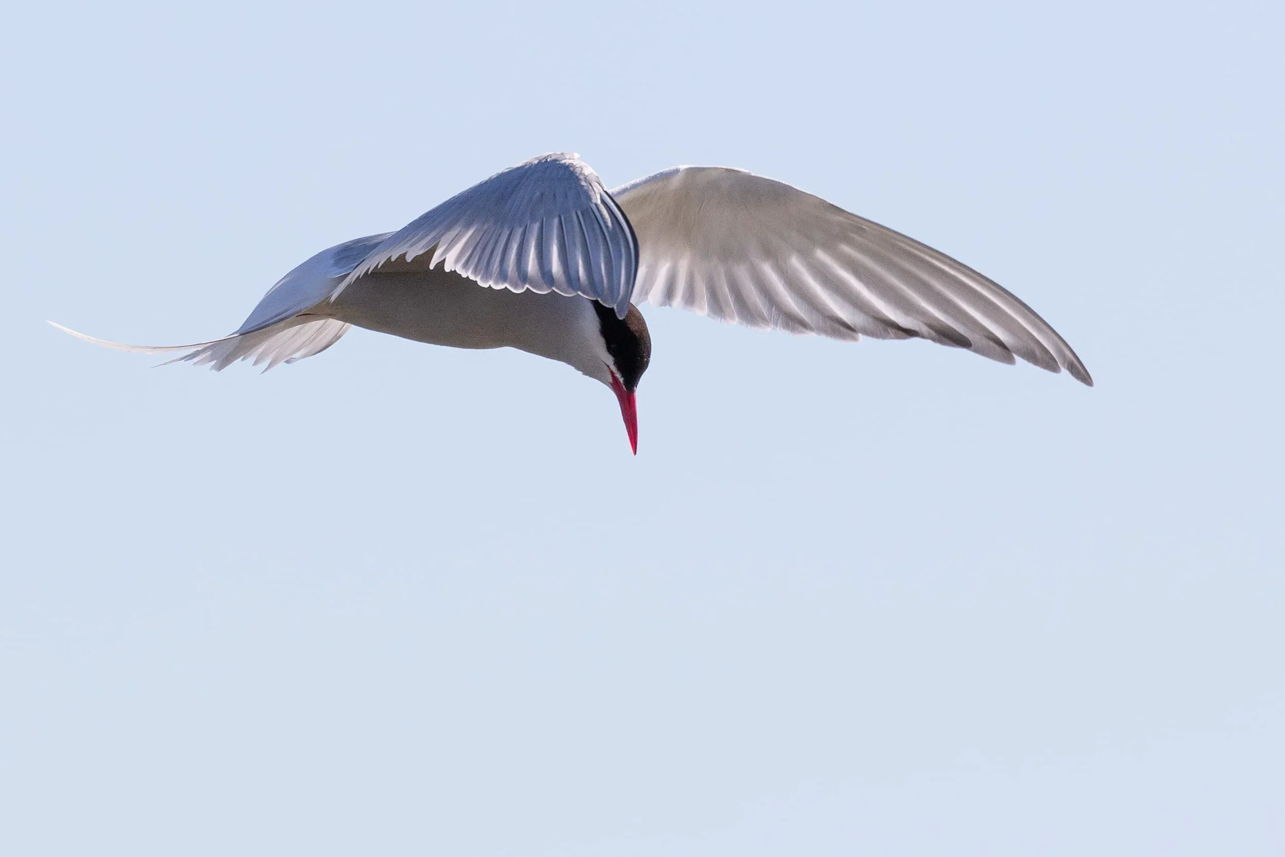 Arctic Tern, same bird as previous.