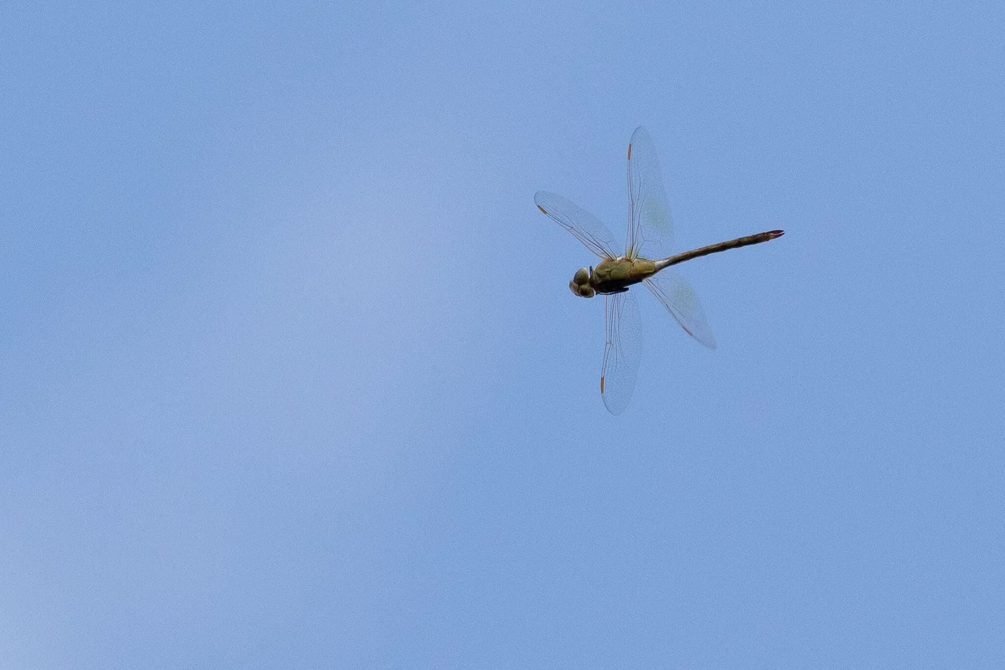 August 12th. For a change we start with insects, rather than birds. On the 12th of August, the first day of the count, we could experience absolutely incredible migration of dragonflies through the bottleneck. We did some short timed counts during which we counted ~100 dragonflies per minute on average crossing a short 10m transect line. Given that was a naked eye count and many of these insects passed simply out of naked-eye sight, and the bottleneck is 12 kilometers wide, it must have easily been many hundreds of thousands if not millions of dragonflies moving through the bottleneck that day.