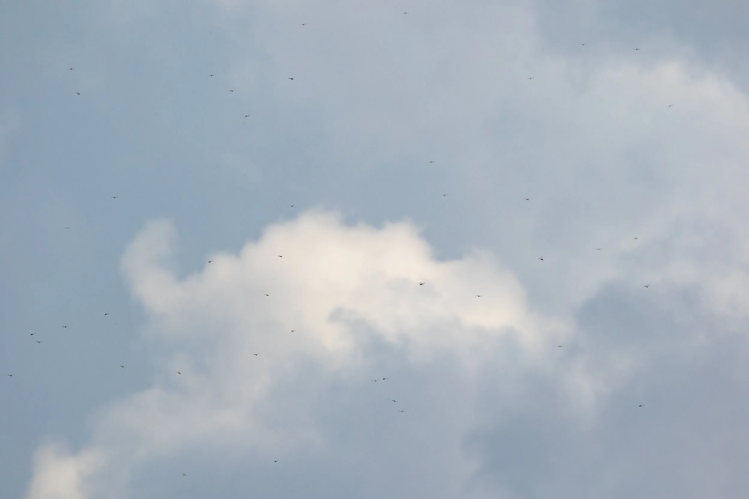 August 12th. A sky loaded with dragonflies. Beware: this photo was shot at 400mm, so a photographer can imagine how many more dragonflies were not captured on this photo…