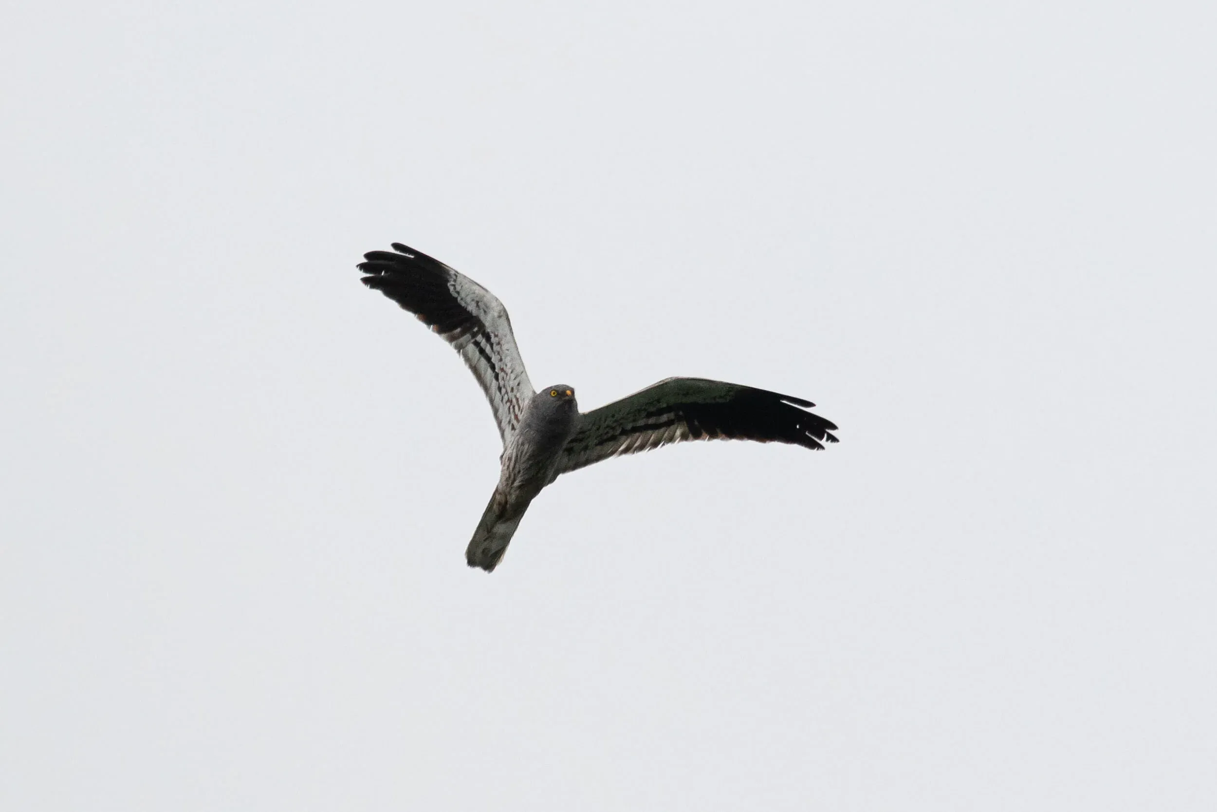 August 18th. With many thousands of Montagu’s Harriers passing the bottleneck, you’d expect it would be easy to photograph a few as well. However, to this date I have never made satisfying photos of the non-juveniles of the species. This adult male was showing fairly good, but was still distant and the light was difficult to work with…