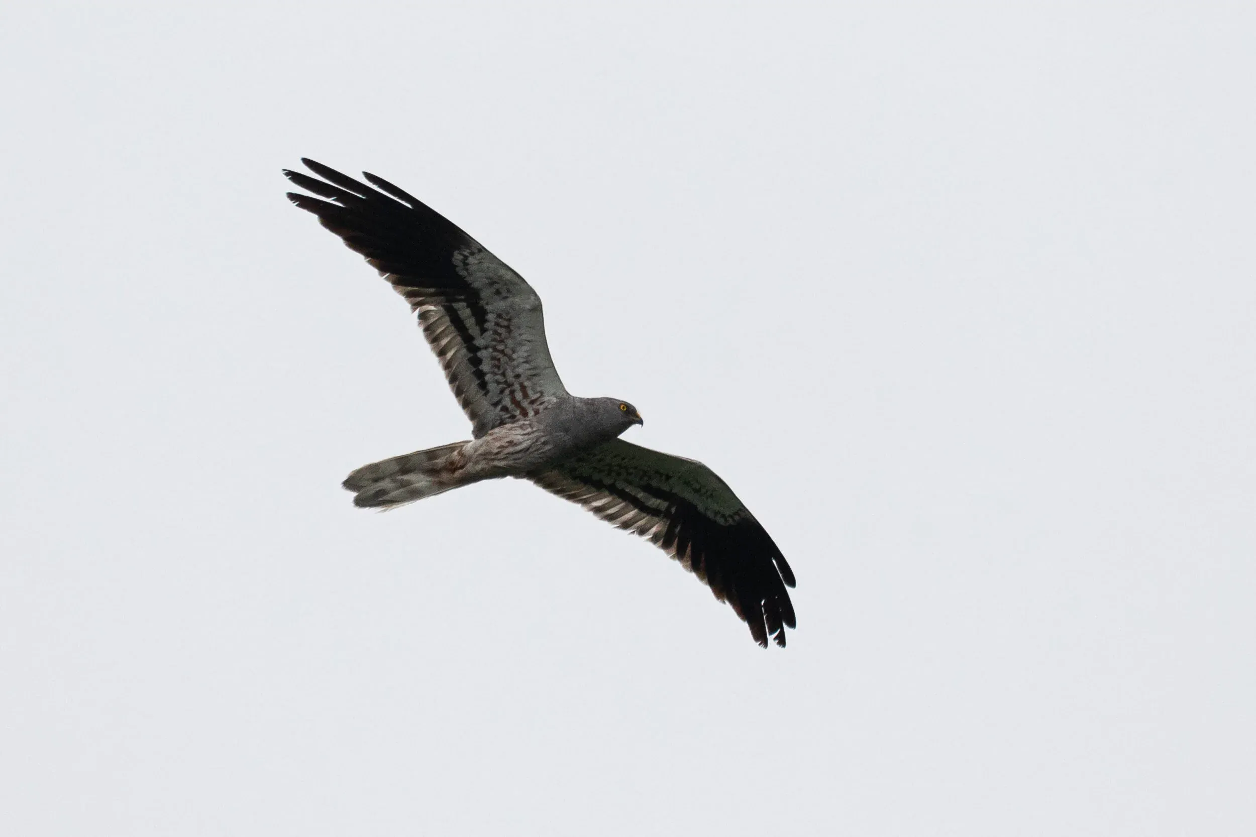 August 18th. Same bird as previous.