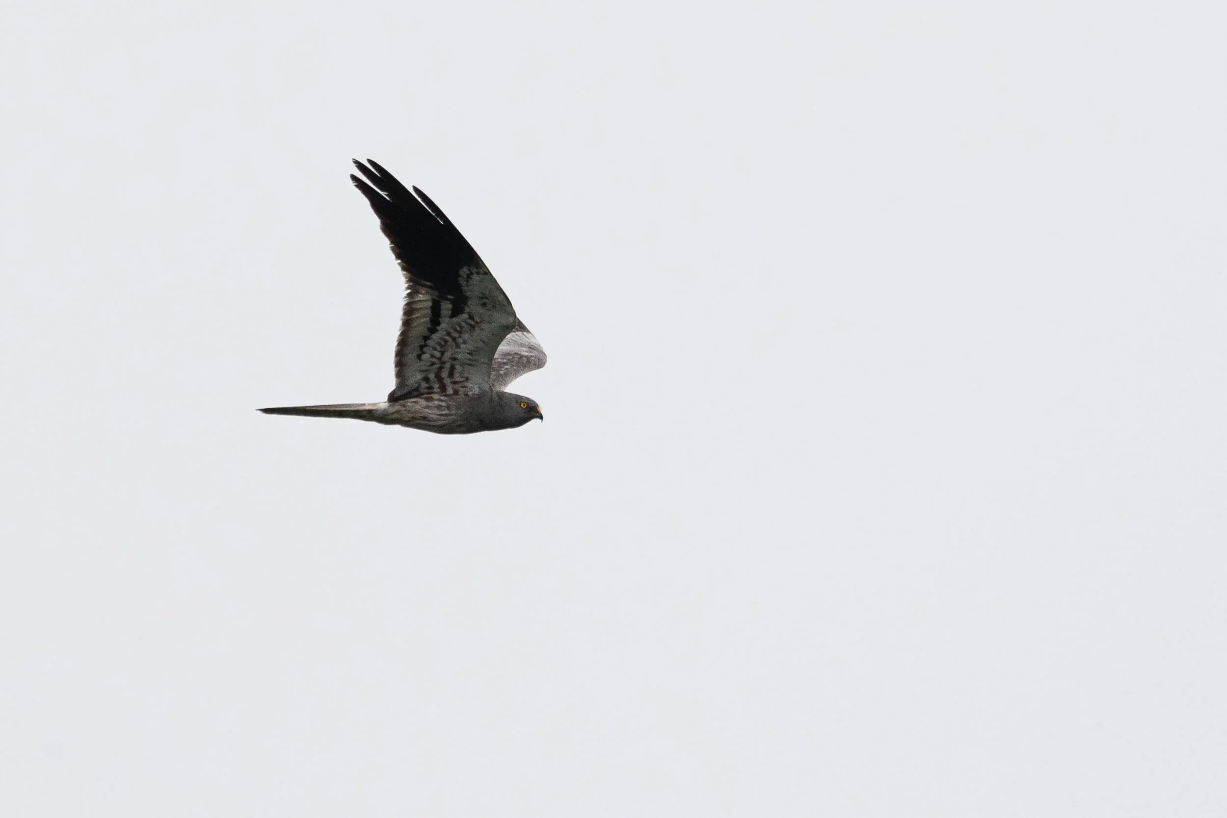 August 18th. Same bird as previous.