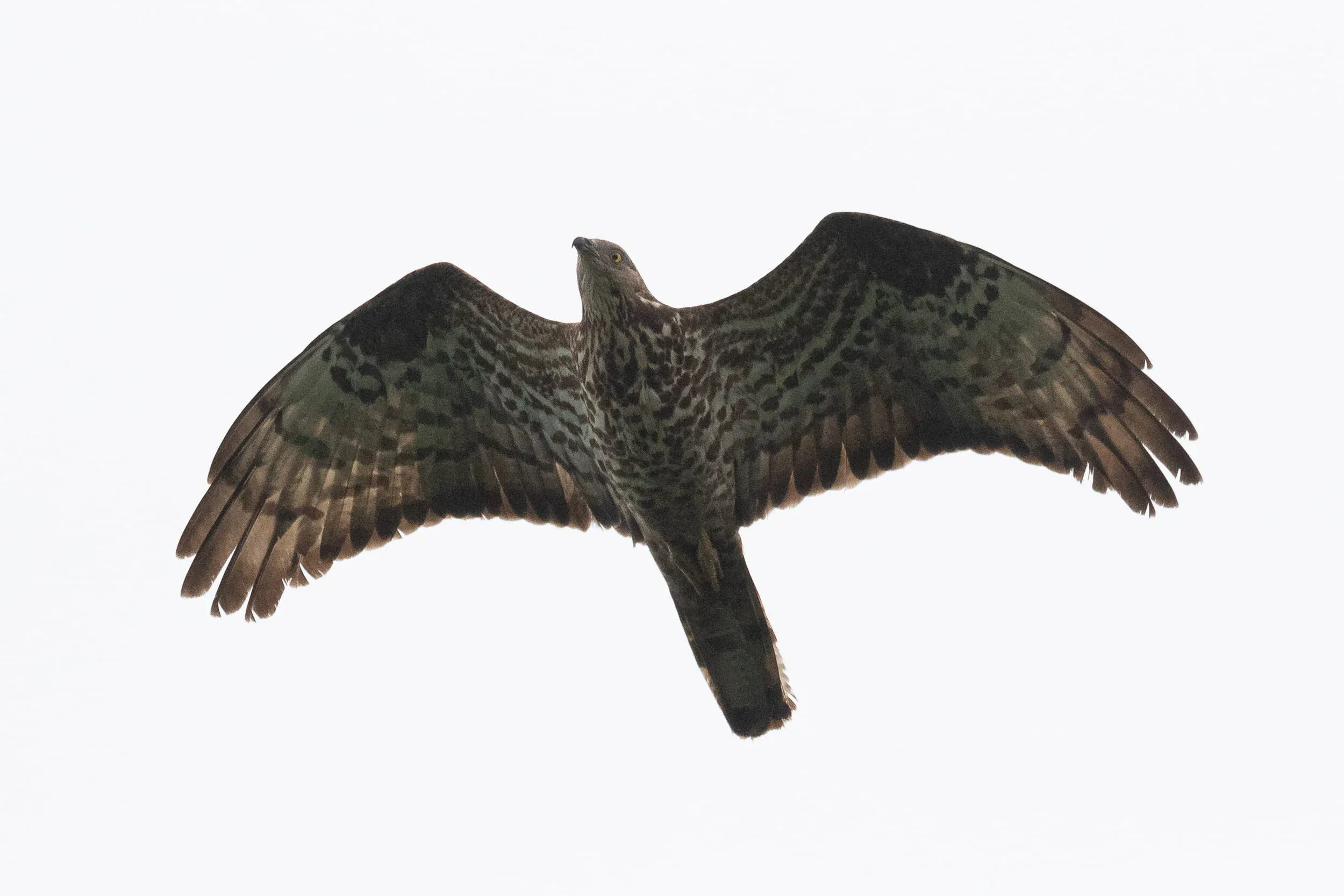 August 18th. Another typical adult female Honey Buzzard.