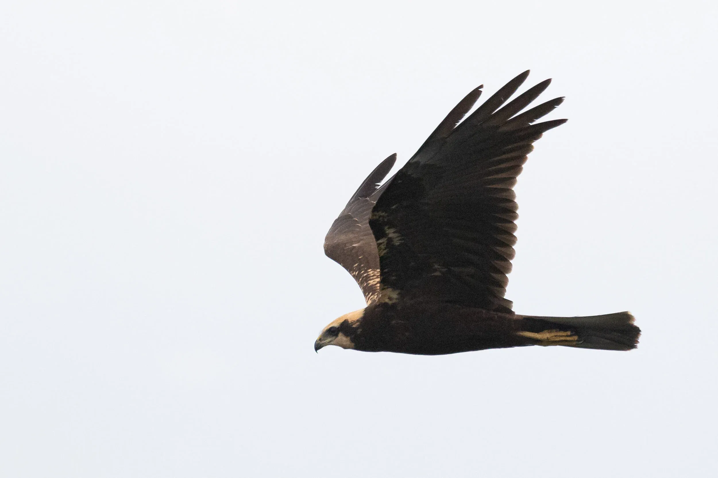 August 18th. Juvenile Marsh Harrier. I’m convinced many of these juveniles showing substantial yellow blotching go down as females in many birders’ notebooks, but this is perfectly within the normal variation. I guess birds showing yellow blotching also have a tendency to be paler brown than juveniles that lack extensive yellow blotching, making confusion even more likely to occur.