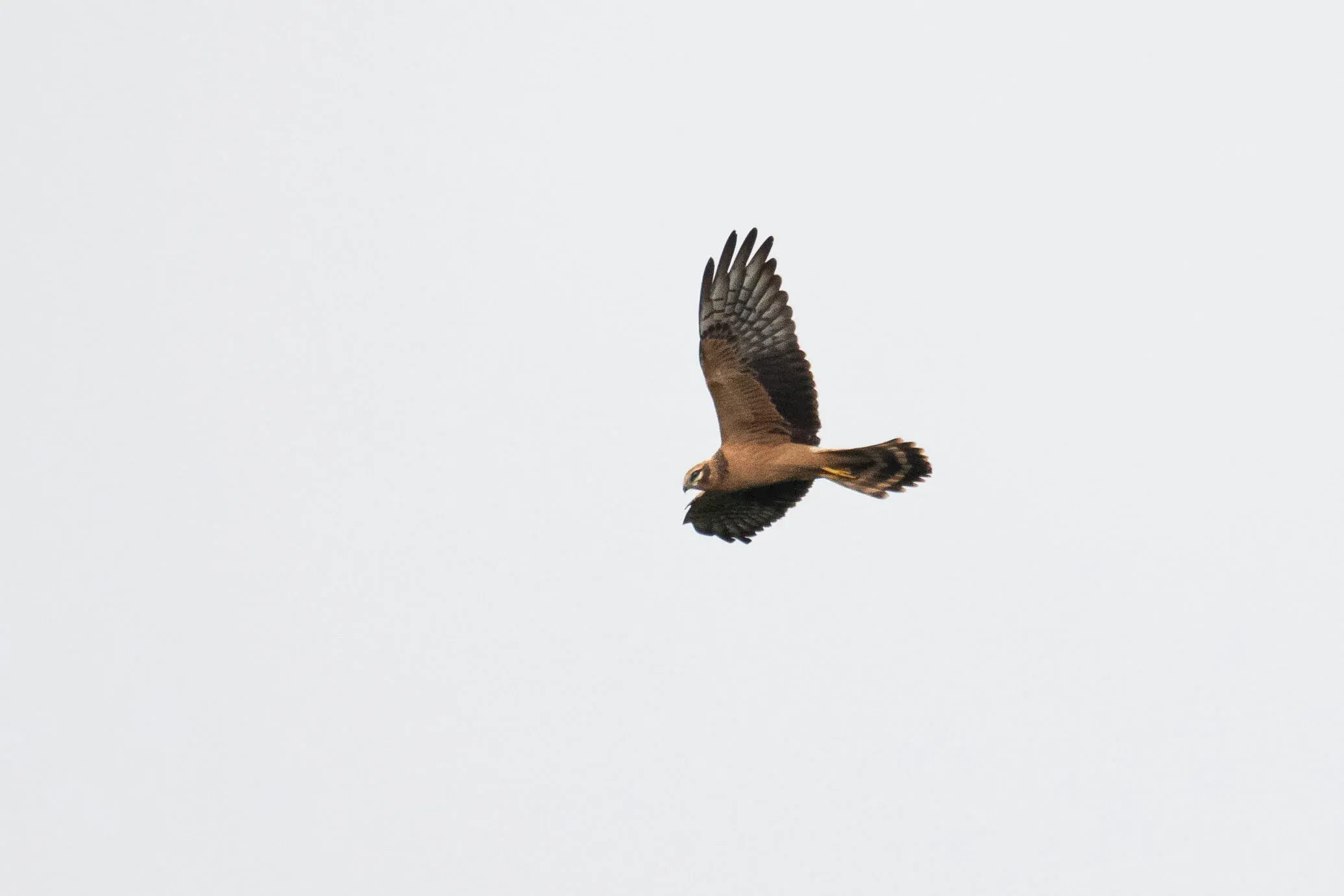 August 22nd. Juvenile Montagu’s Harrier. Notice how Montagu’s can show quite a collar and dark boa, but less distinct than in Pallid Harriers. The collar in Montagu’s, if present, tends to be the same colour tone as the body plumage, whereas it’s (always?) a lighter/more yellowish shade in Pallid Harriers.