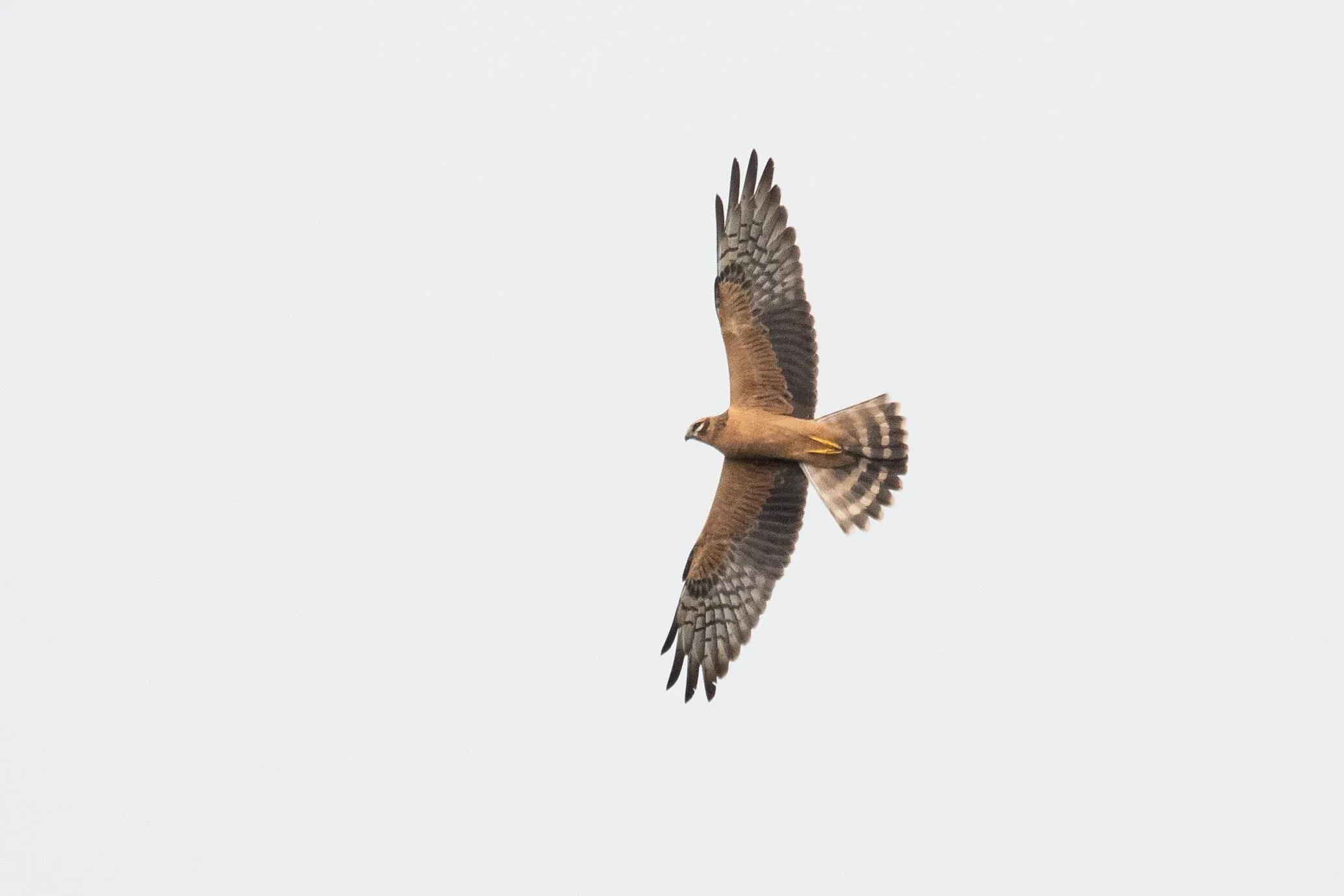 August 22nd. Same bird as previous, when it suddenly realised it was too close for comfort.