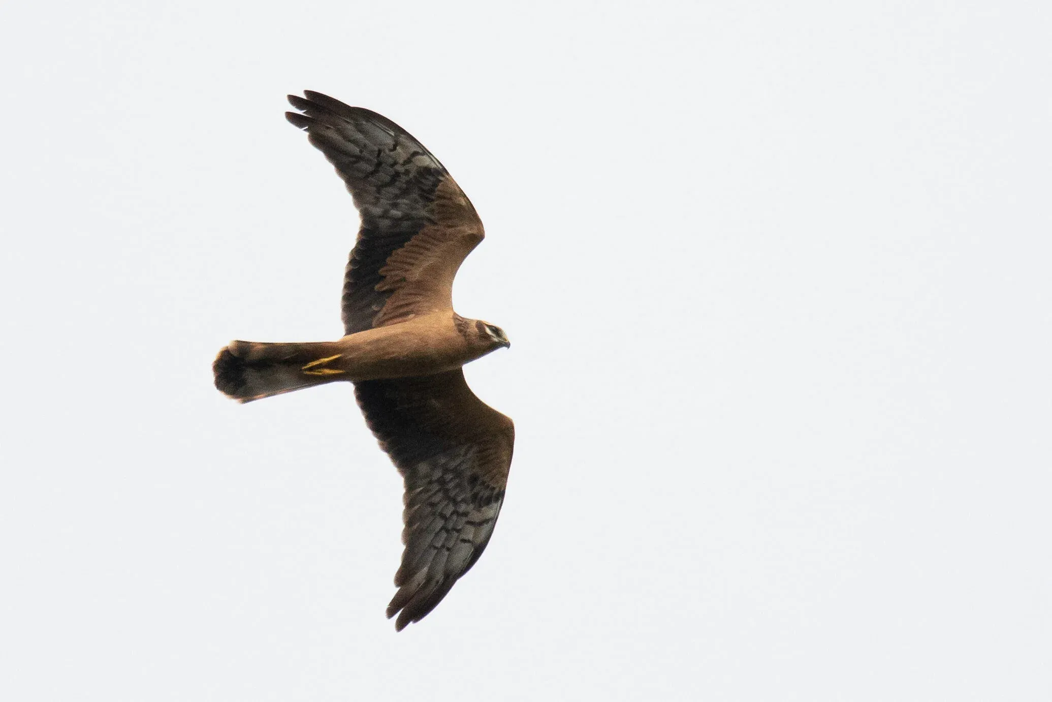 August 22nd. Same bird as previous.