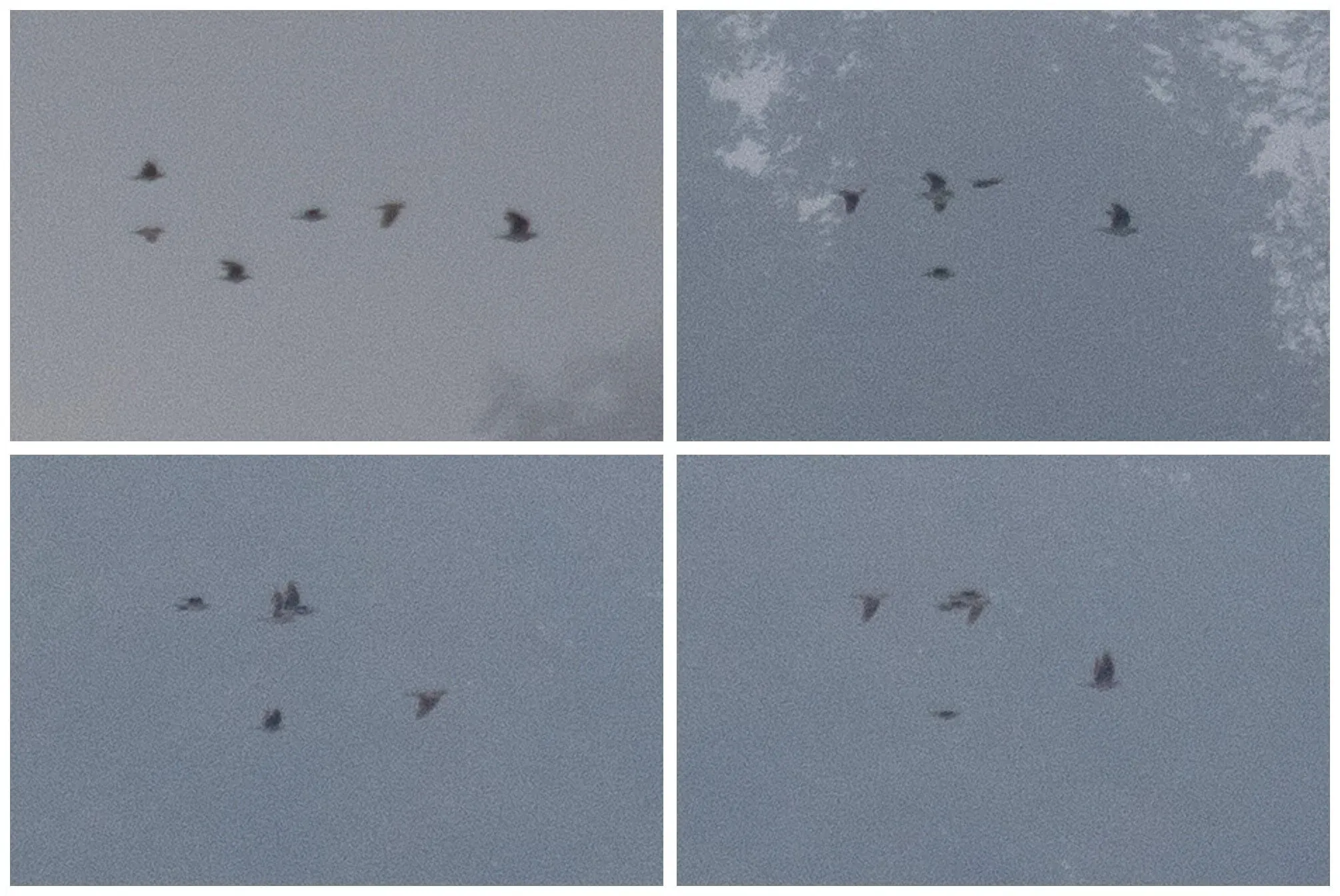 August 22nd. The very first crappy record shots of a migrating Oriental Turtle Dove in a flock of Turtle Doves, roughly 2 kilometers away. The identification of the bird (the one leading the flock) was based on it being a darker Turtle Dove and much (at least 30%) bigger than the other Turtle Doves in the flock. In the field pure flocks of Turtle Doves do not show any appreciable difference in size between individuals, so any individual that is this much bigger has to be a different species. By the end of the season we have tallied a respectable 7 Oriental TDs of which 2 have been photo-documented.