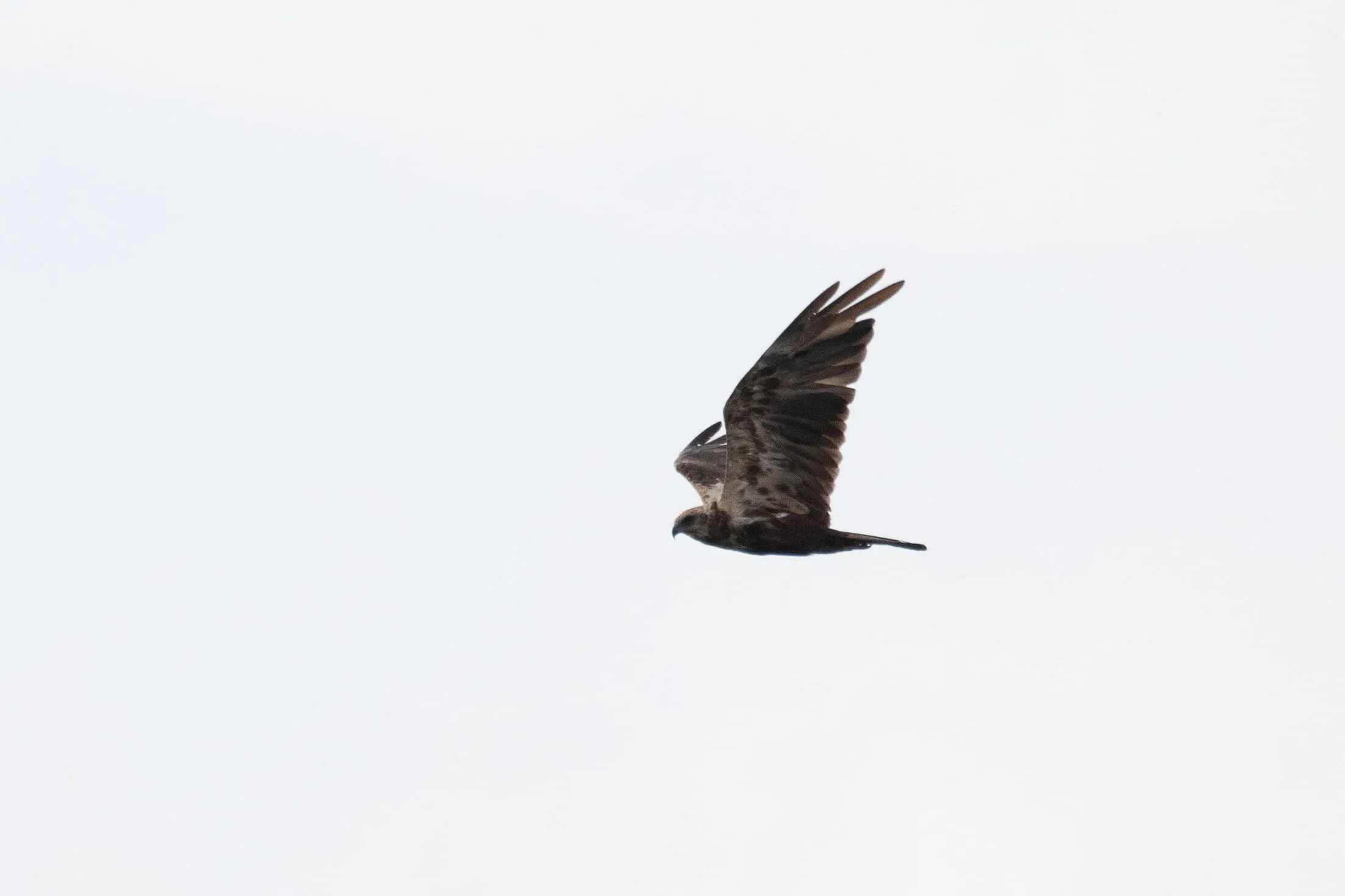 August 24th. Adult female Marsh Harrier. Not a particularly good-looking bird, but the light also wasn’t very flattering, I guess. Quite a lot of pale feathering on the underwing in this bird.