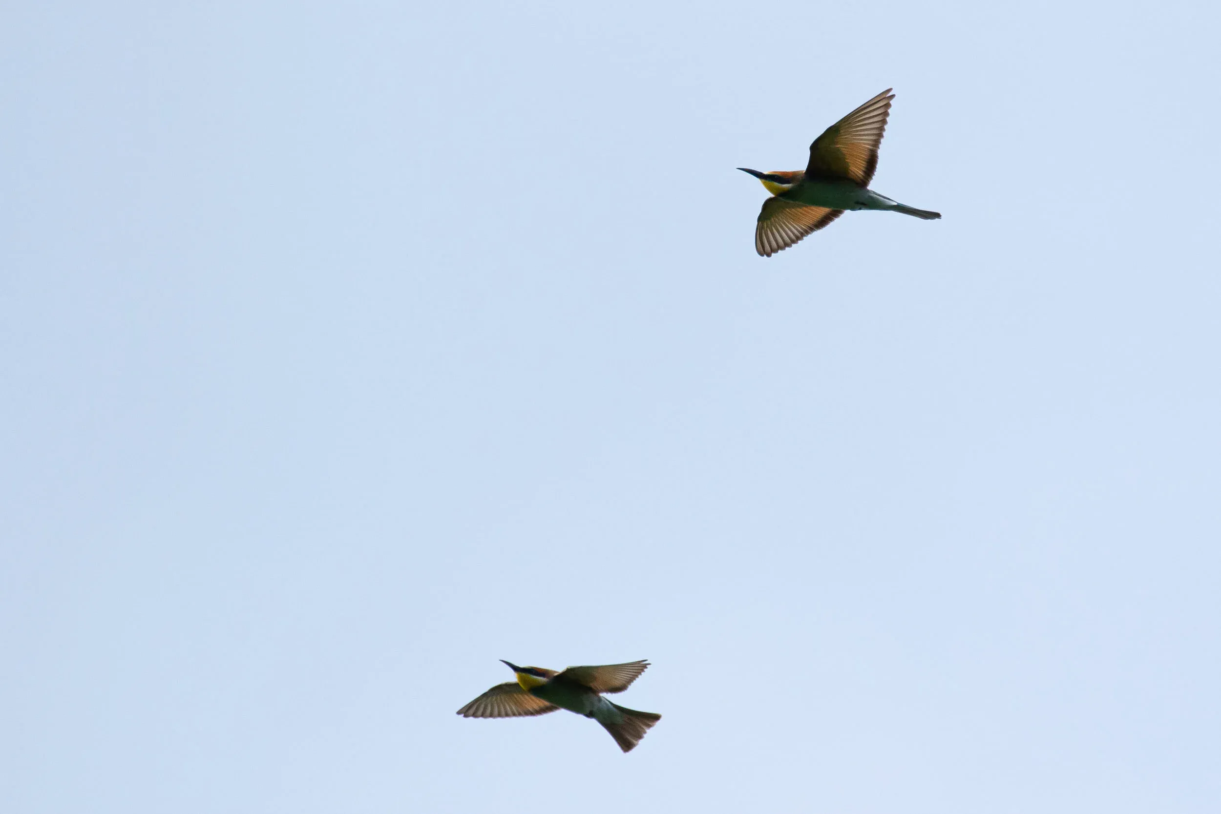 August 25th. Some obliging Bee-eaters.