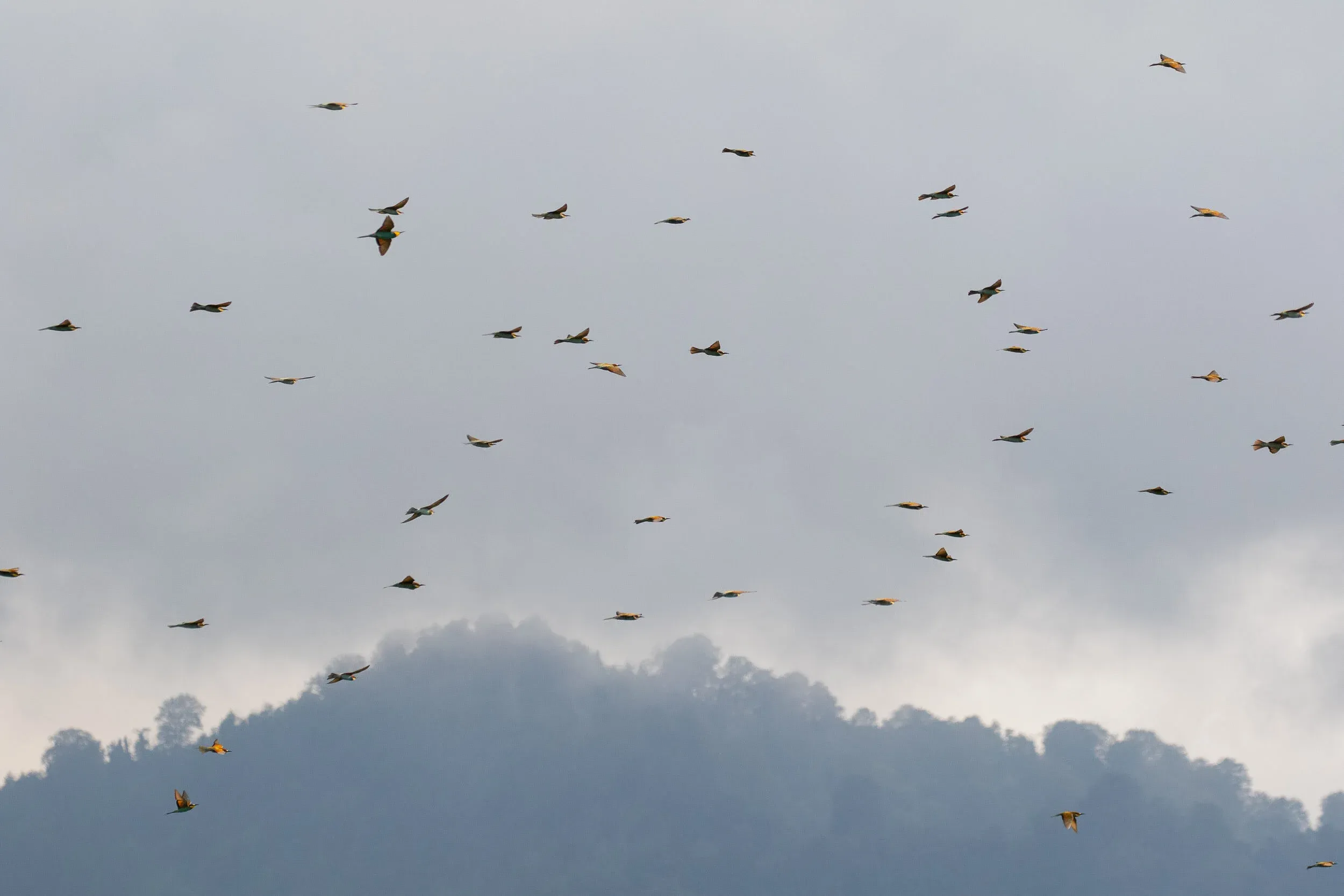 August 25th. A big flock of Bee-eaters temporarily soaring in moderate updrafts. This soaring behaviour happens quite often, but usually you’re too late to capture it in photographs. This time I was lucky to be able to fire off a few shots…