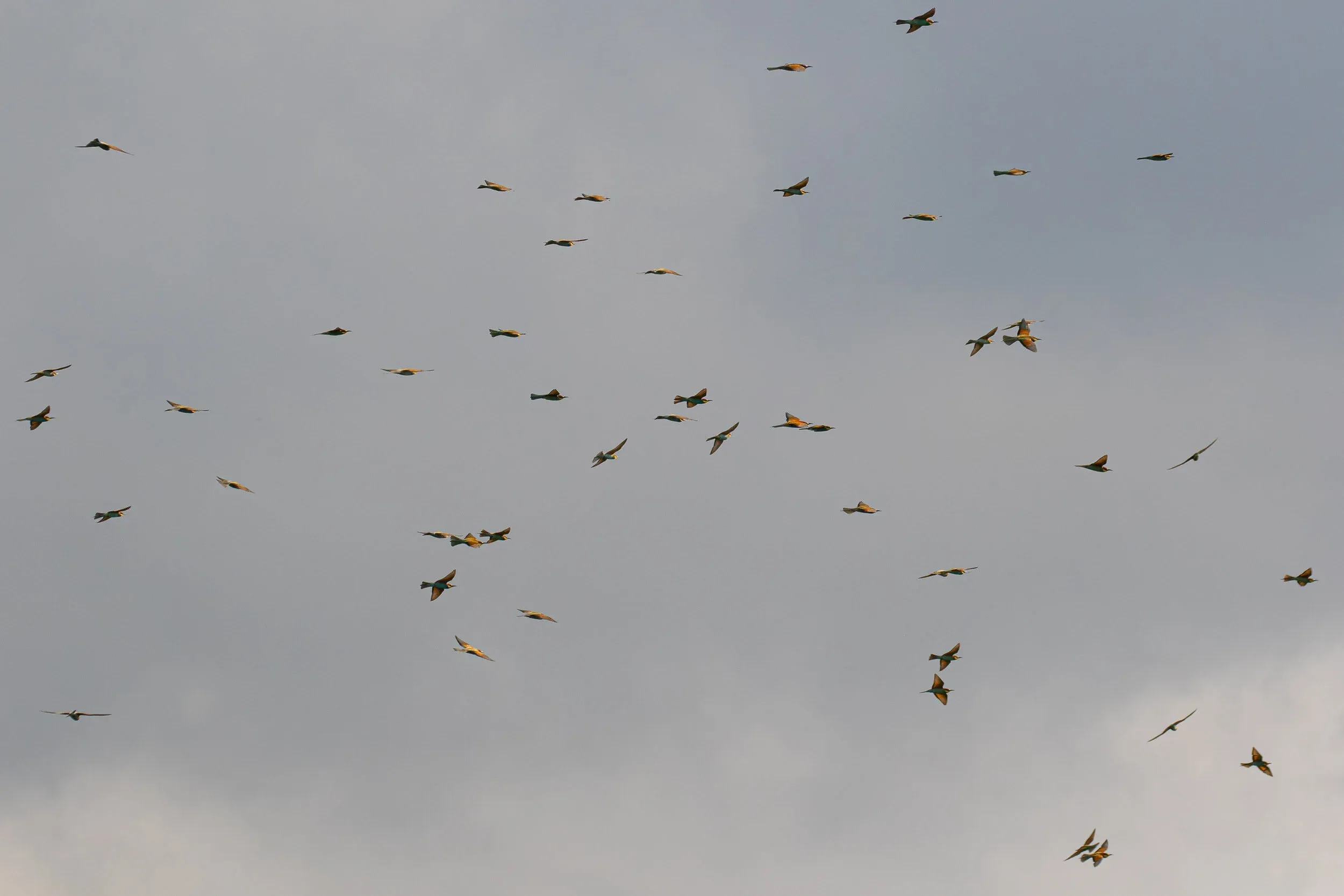 August 25th. Same flock as previous.