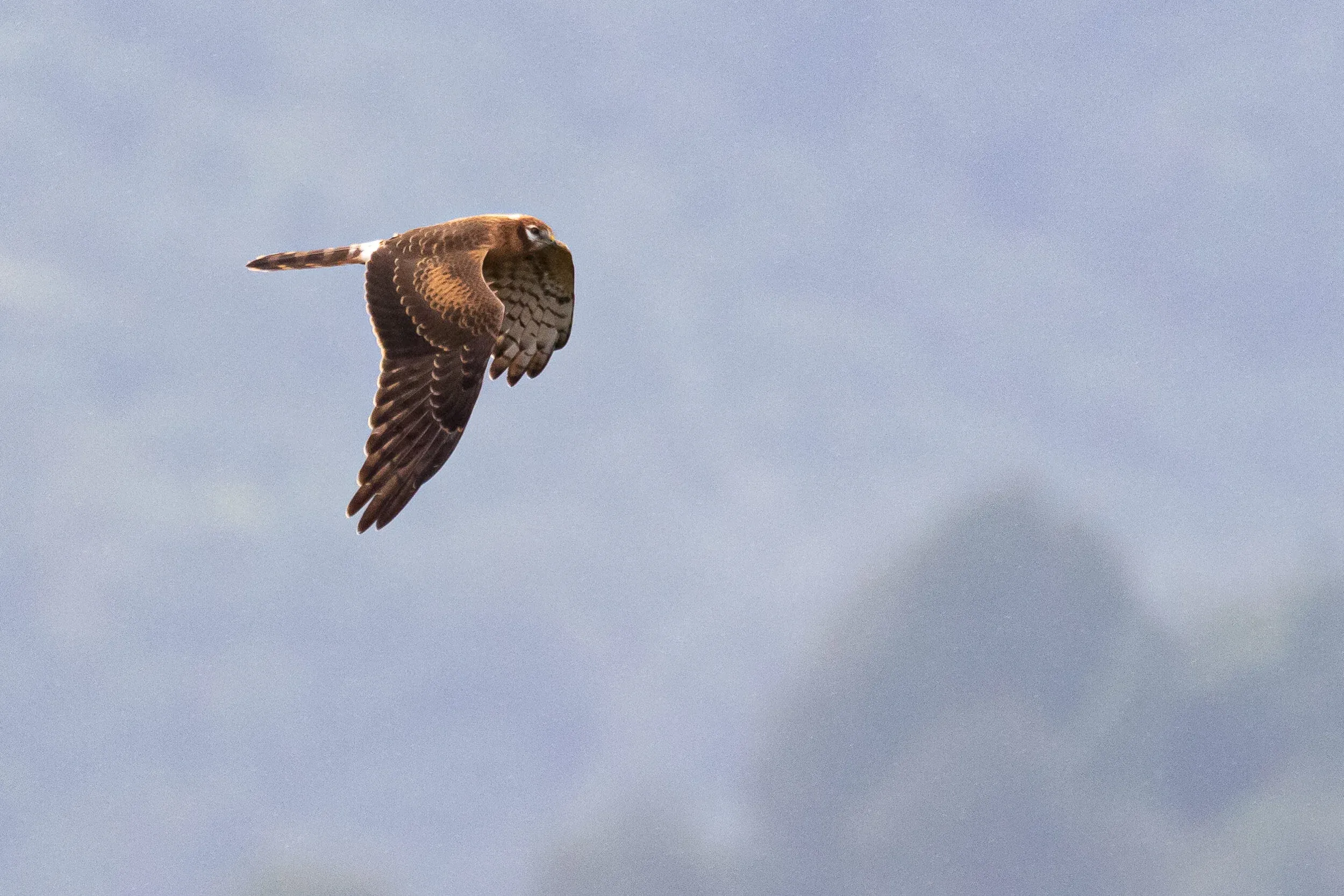 August 27th. Juvenile Montagu’s Harrier, same bird as previous. Not all Montagu’s have dark fingers, nor barring limited to the basal parts of the outer primaries.