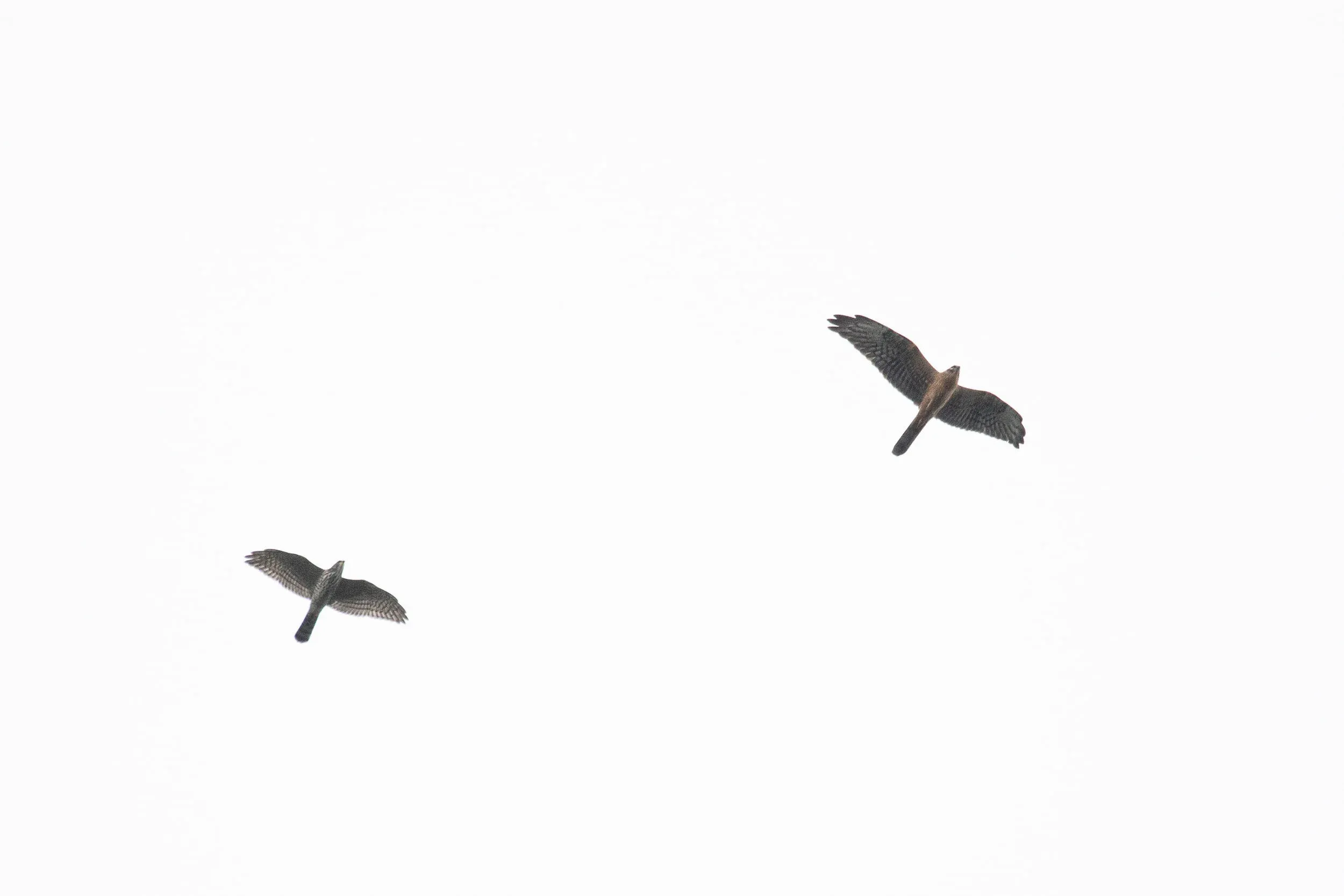 August 29th. Juvenile Levant Sparrowhawk and Montagu’s Harrier, the latter with quite well marked underwing coverts.