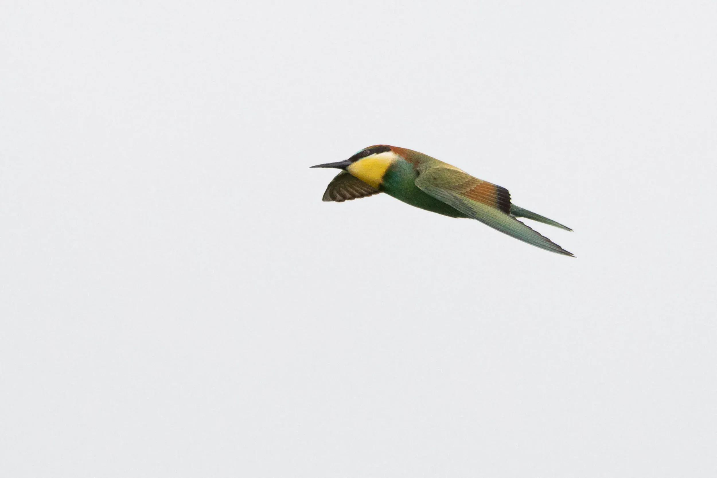 August 29th. Quite a ‘derpy-looking’ Bee-eater.