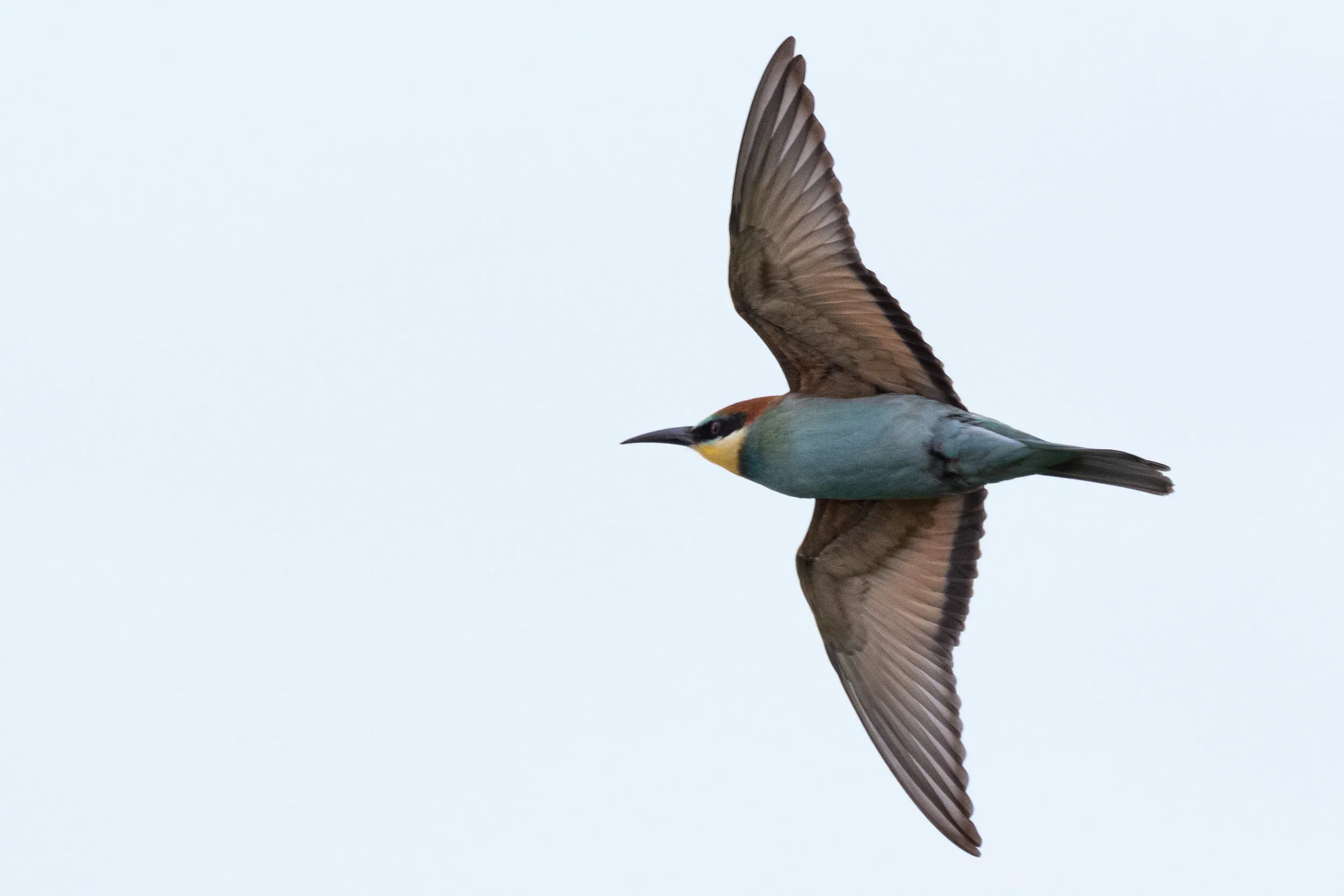 August 29th. Possibly my sharpest-ever shot of a single Bee-eater. They are so incredibly difficult to photograph, I have really lowered my bar for what is acceptable to publish here for this species.