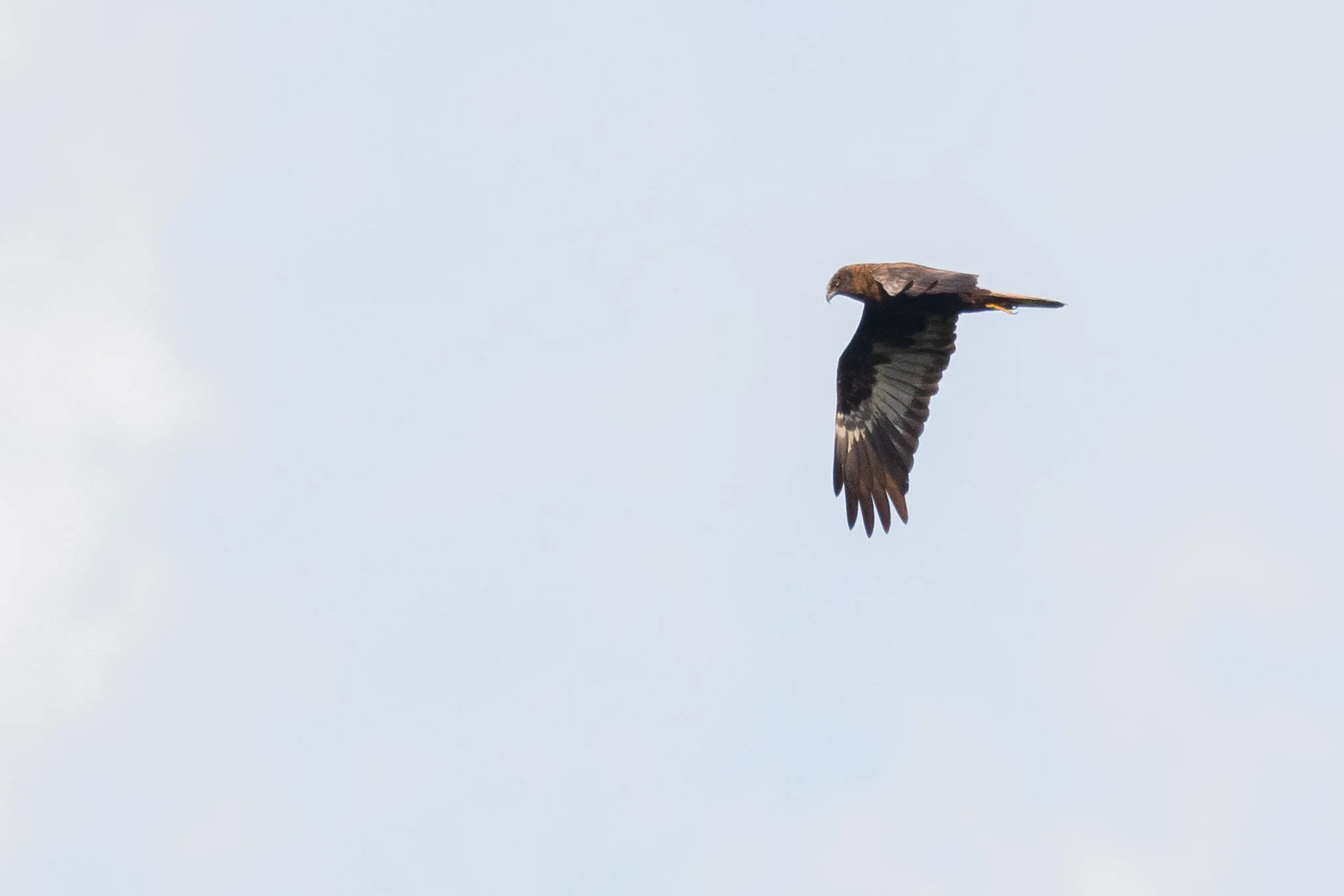 August 30th. Another adult male dark morph Marsh Harrier. Appearing fine from one side…