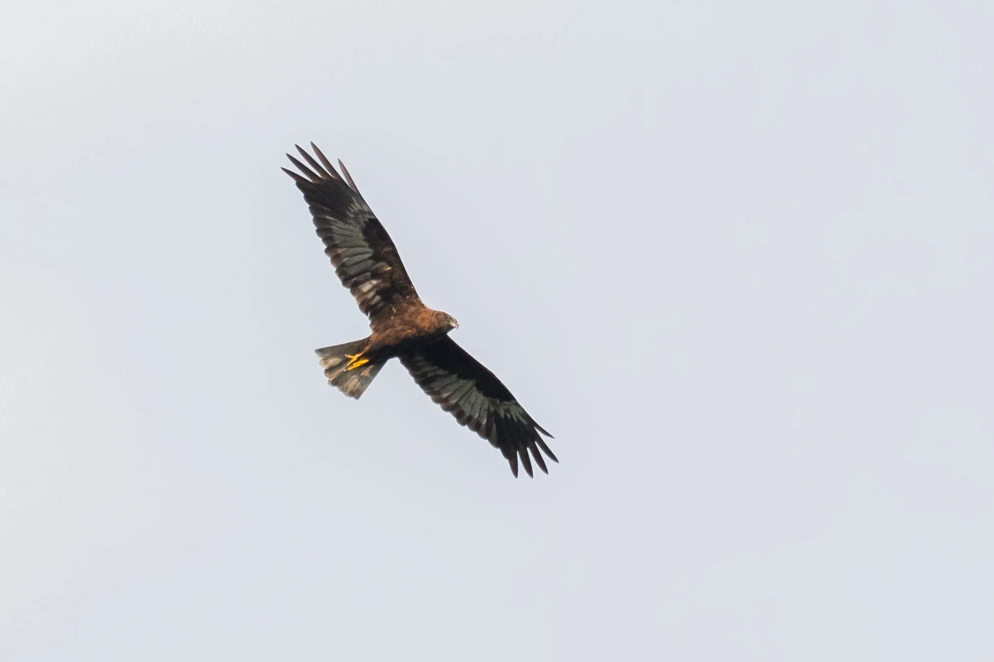 August 30th. … but apparently it’s lost its right eye! It’s amazing how this bird seems to be doing fine despite it.