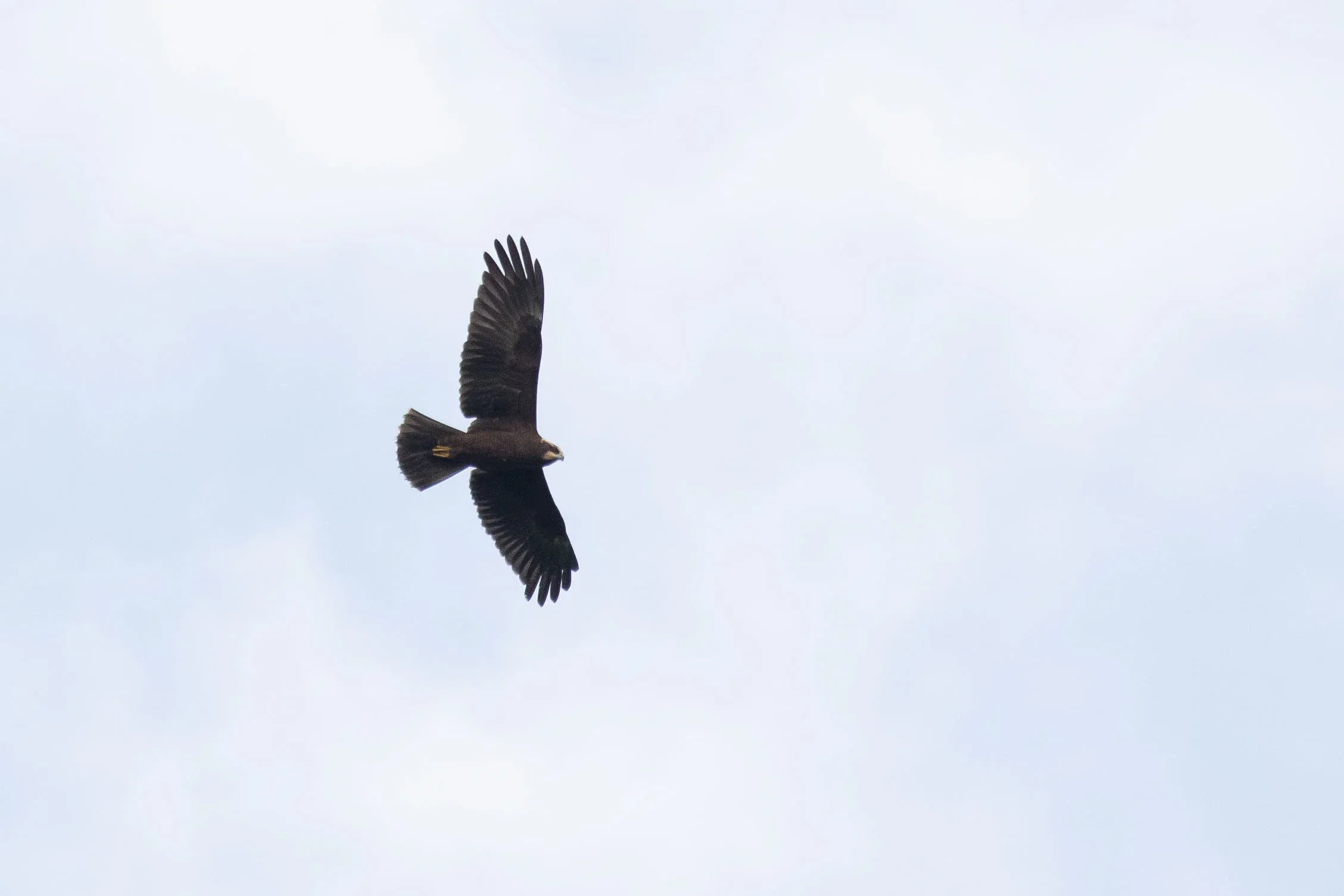 August 30th. Straight-forward and typical juvenile Marsh Harrier.
