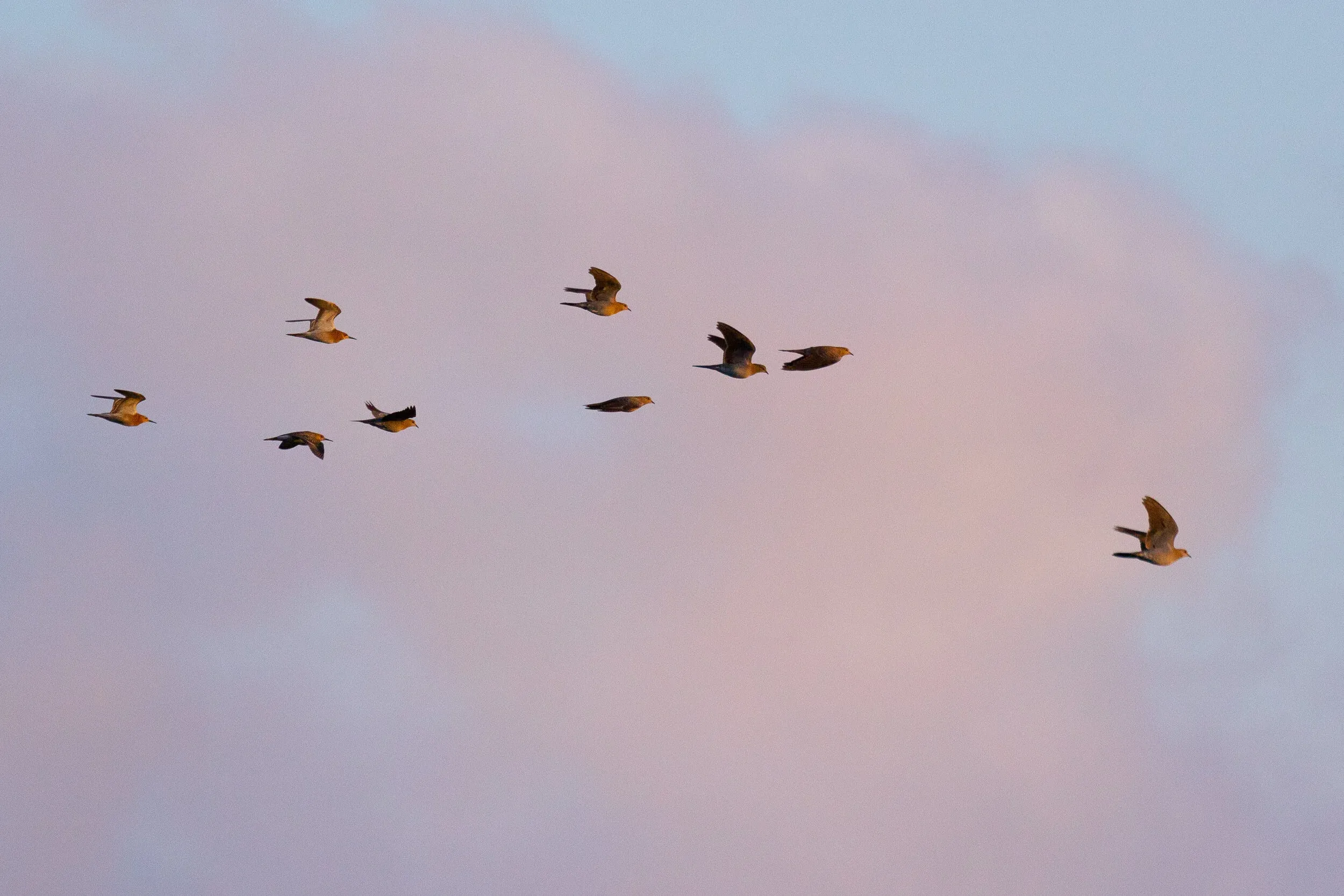 August 31st. A mixed flock of Turtle Doves… and 3 Ruff!