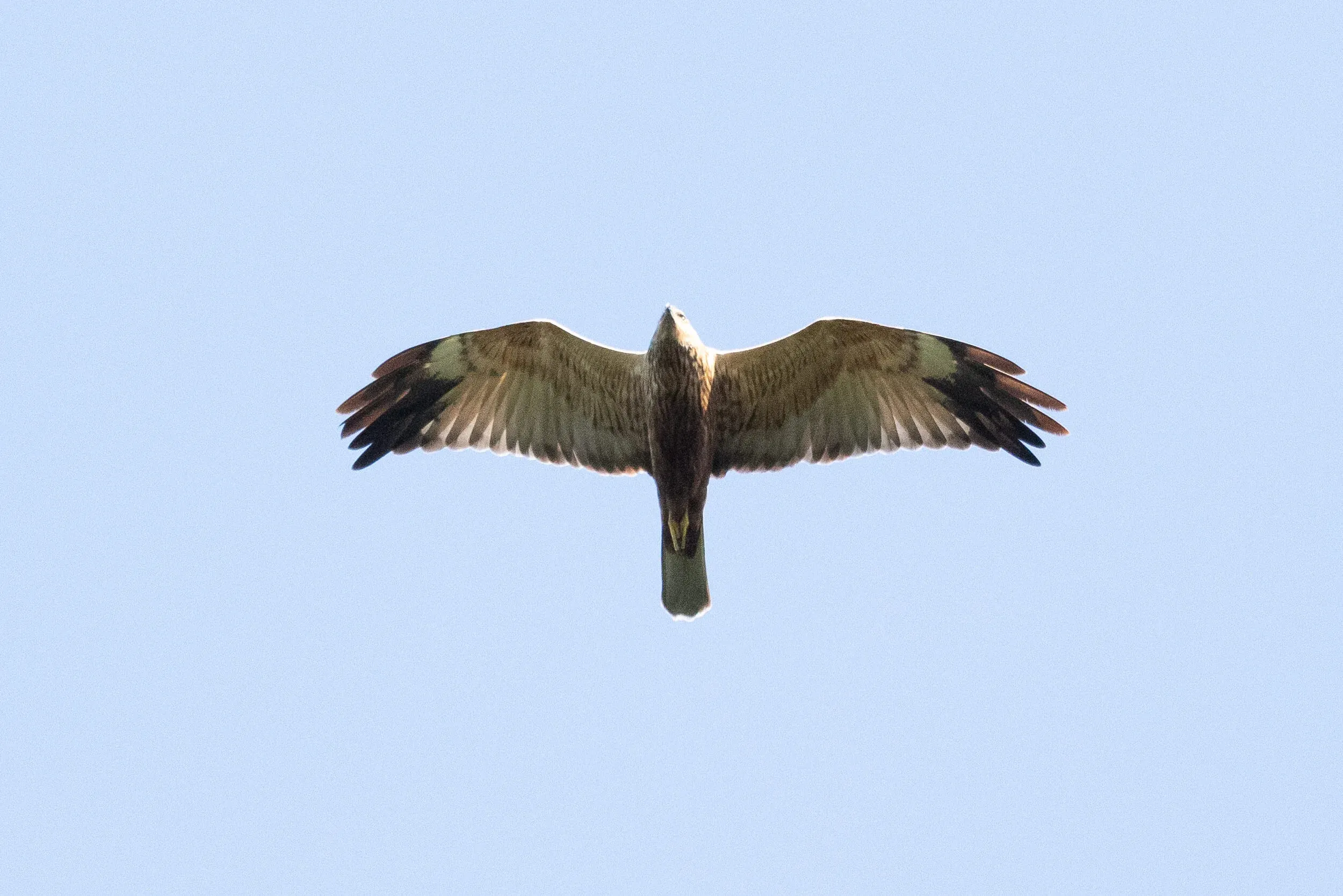 September 1st. Adult male Marsh Harrier.