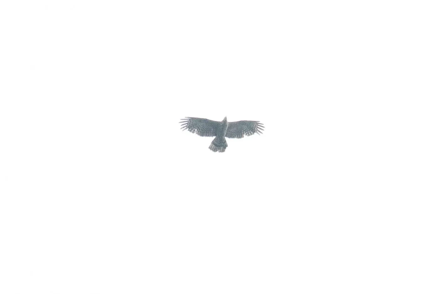 September 1st. Very crappy record shot of an adult female Crested Honey Buzzard. Although the picture is far from good, it shows a broad hand with 6 very clear fingers, somewhat of a dark gorget (and a pale throat) and very obviously dense barring like no female European Honey Buzzards show.