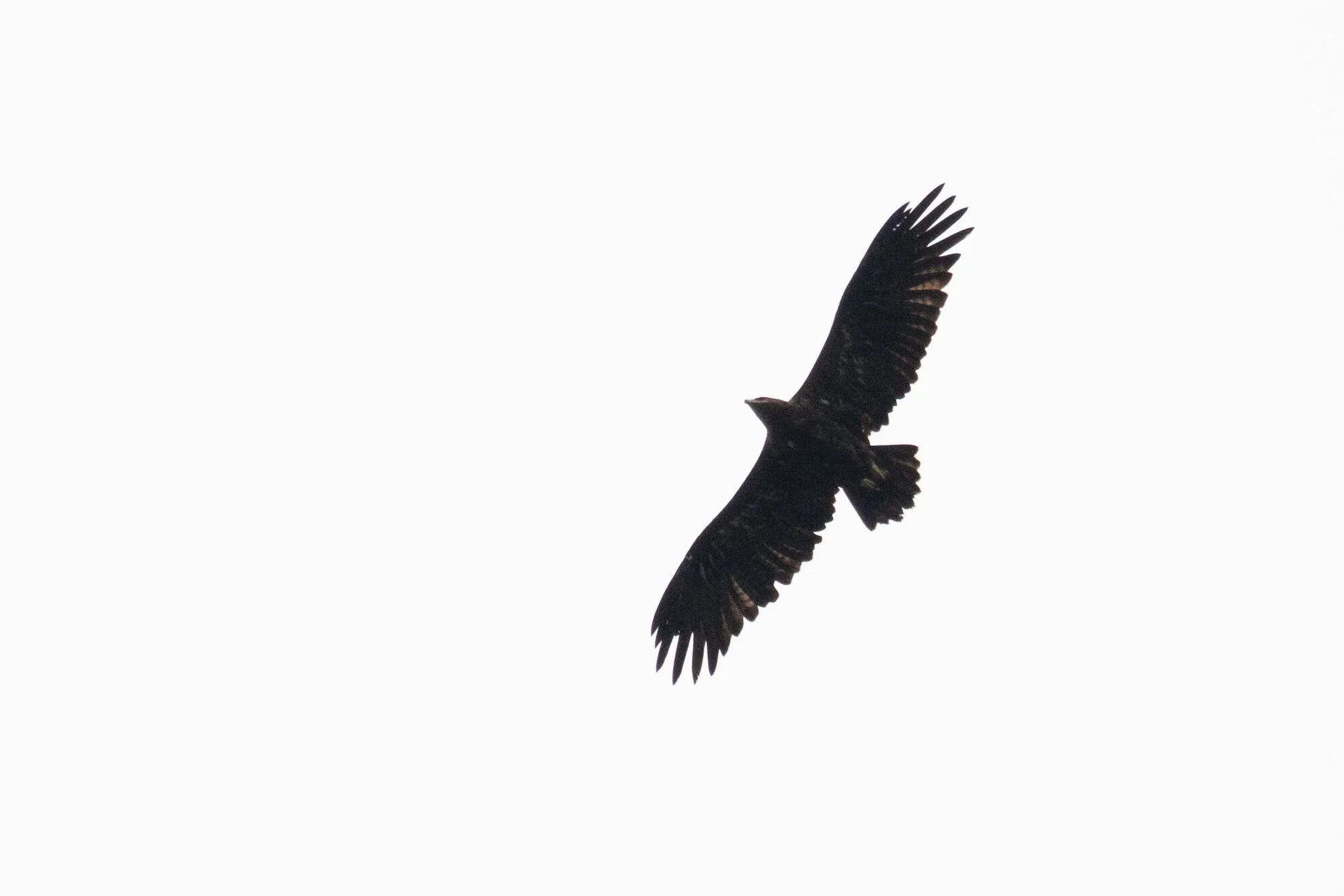 September 1st. An overhead adult Steppe Eagle, appearing fairly small because of primary moult. I’m not really sure which primaries are dropped and/or moulting, but luckily the bird still shows all you need to identify this species: a very clear dark trailing edge to all flight feathers, very coarse barring in the remiges, some comparatively short legs and a gape reaching beyond the eye.
