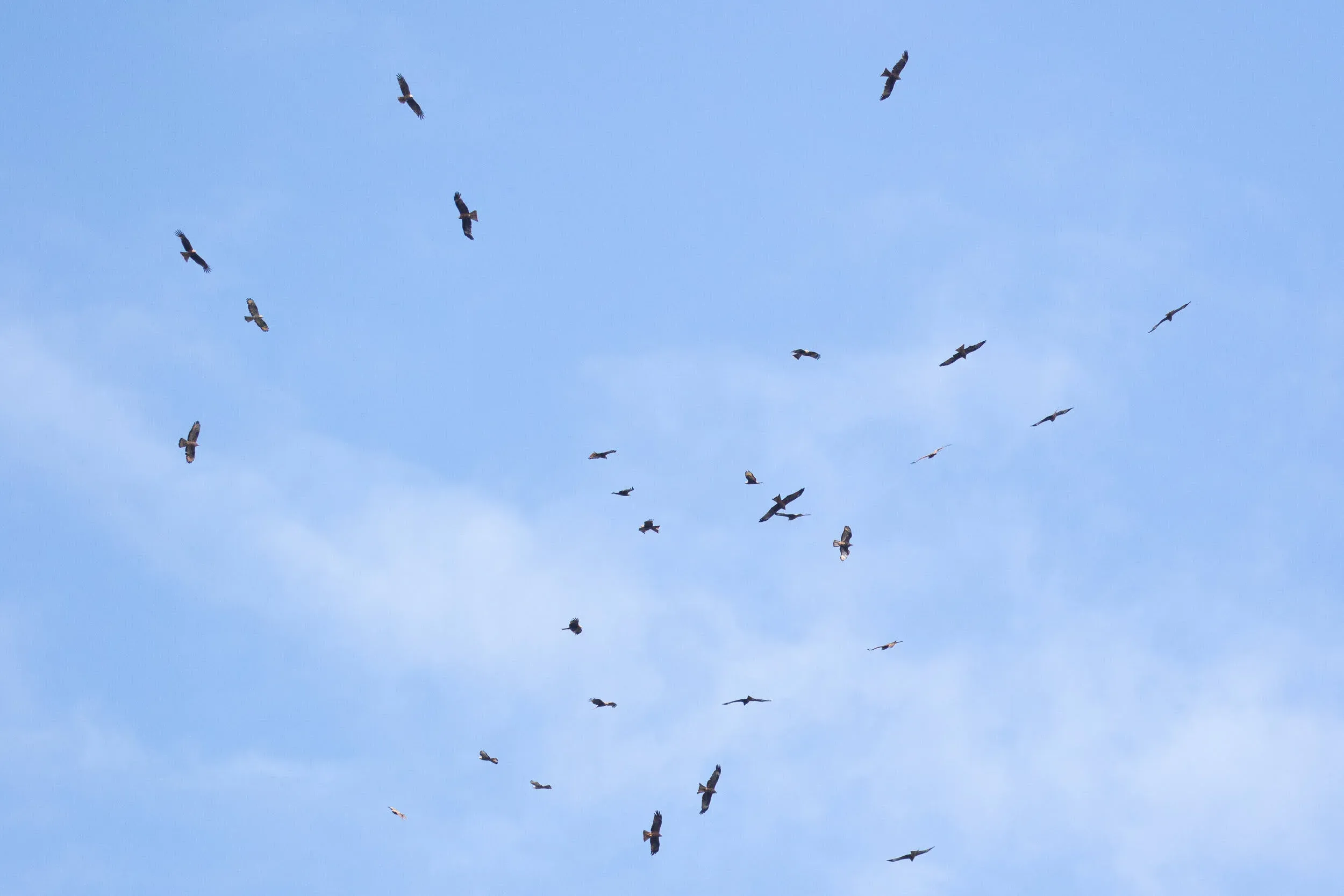September 3rd. A mixed flock of mostly Black Kites and a few Honey Buzzards.