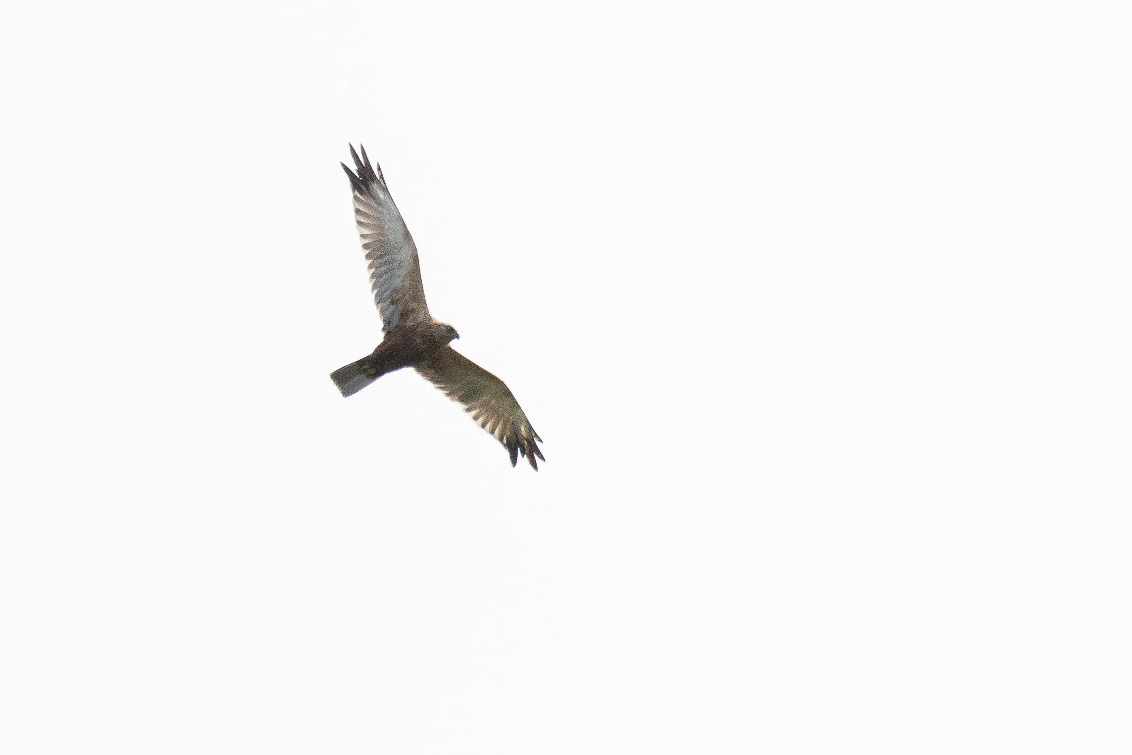 September 3rd. Adult male Marsh Harrier. Presumably an older bird as the underwing has gotten quite pale already, with the white clearly running into the orangey underwing coverts already.