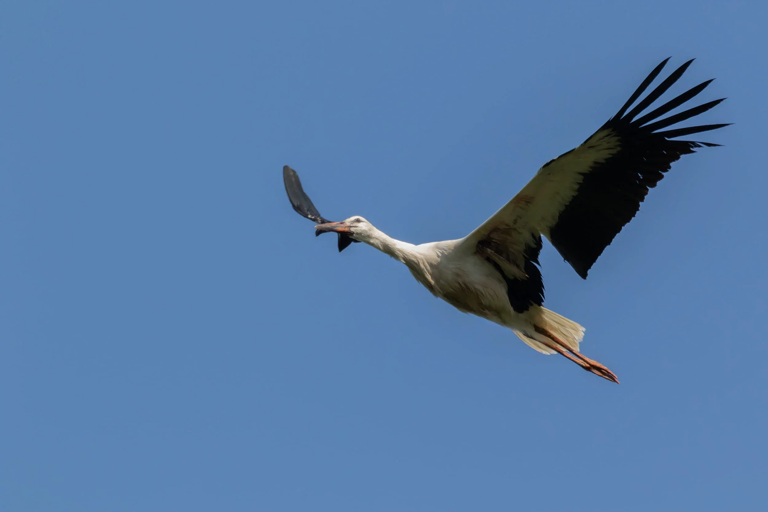 September 4th. Poor bird. This juvenile White Stork met a hunter on its way south somewhere…