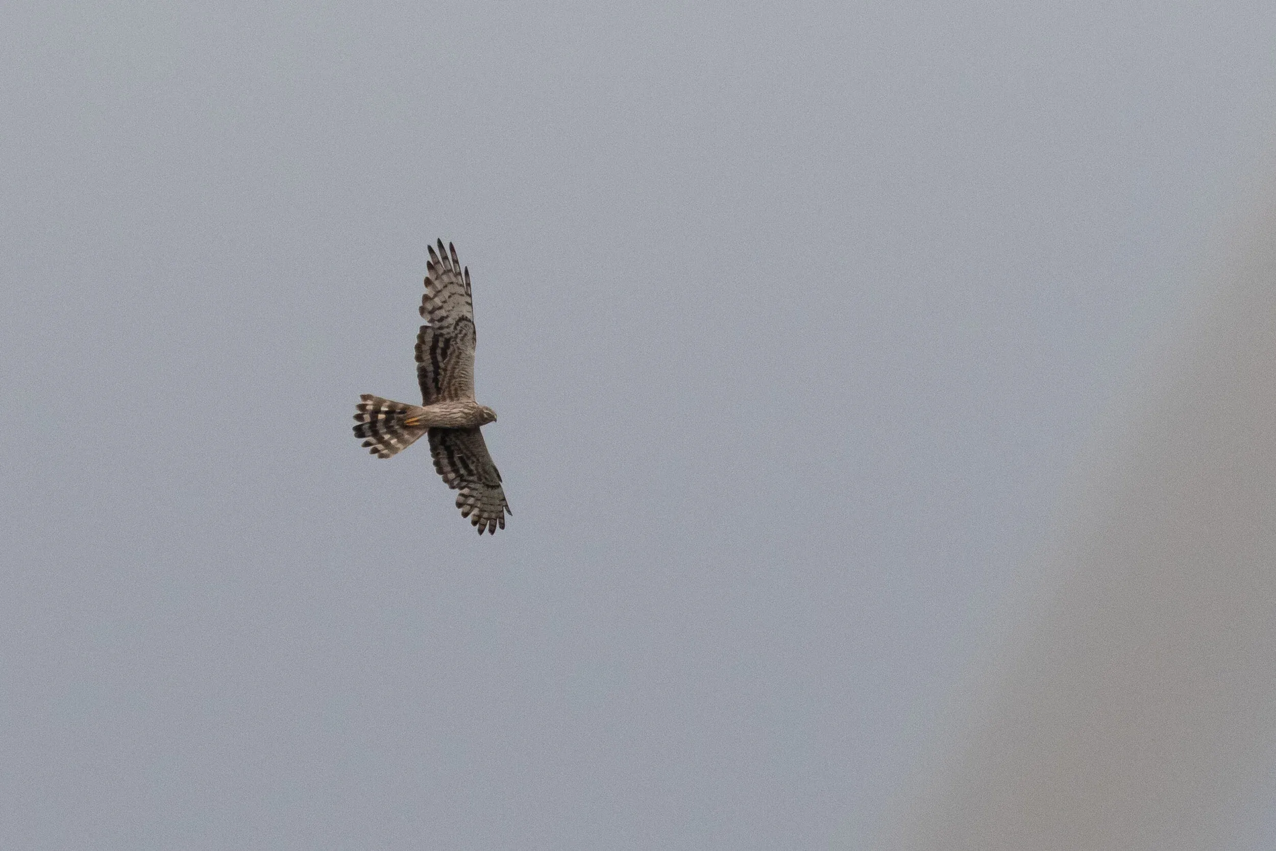 September 5th. An adult female Montagu’s Harrier, which appears — strangely — to be moulting the innermost primaries (P2-3 on left wing, P1-2 on right wing). Usually moult is more progressed and only the outermost ~4 primaries still have to be replaced.